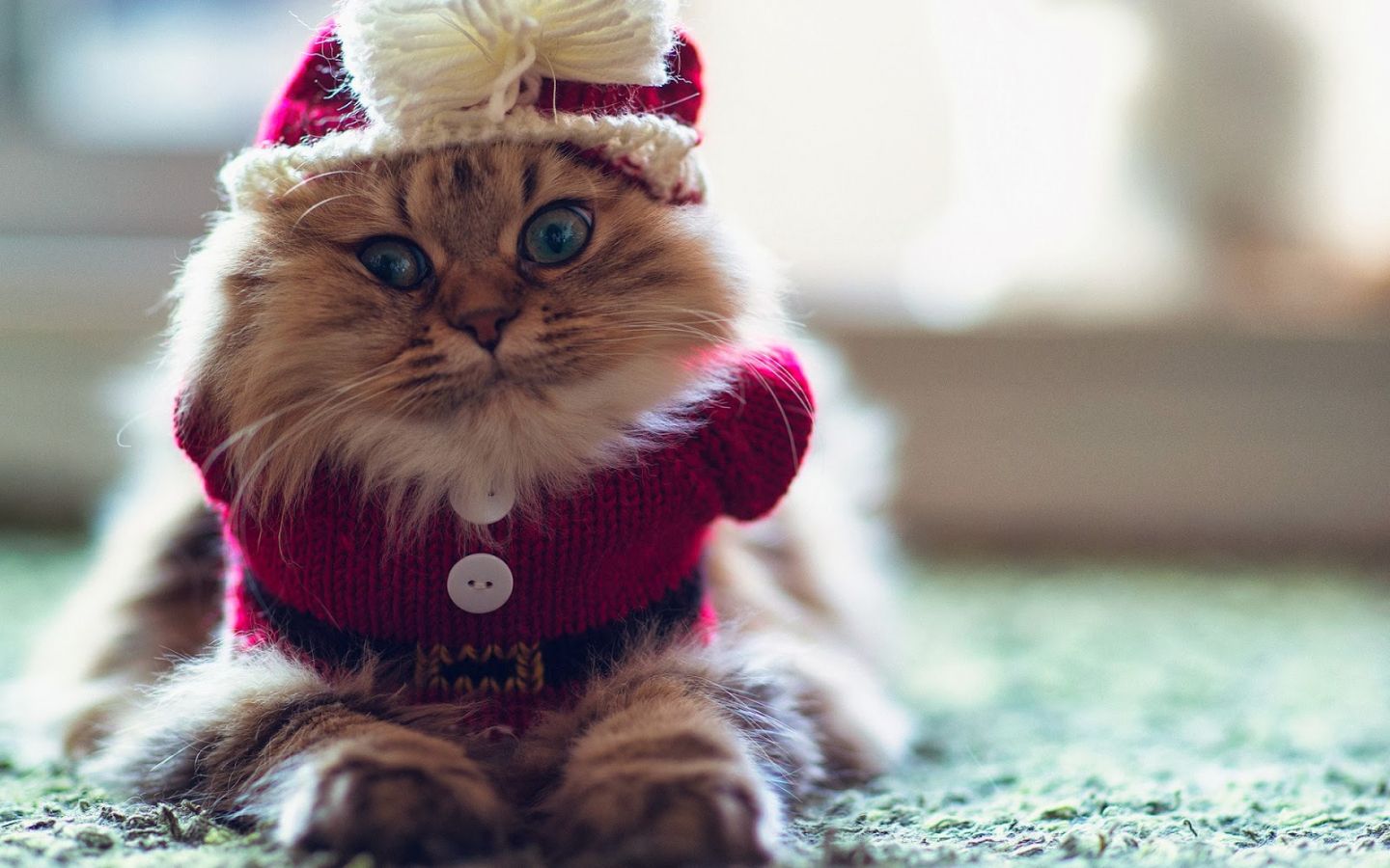 Free download cute cat winter photo funny wallpaper 1920x1200 [1600x1000] for your Desktop, Mobile & Tablet. Explore Winter Kitten Wallpaper. Computer Wallpaper Background Winter, Kittens Wallpaper for Desktop, Free
