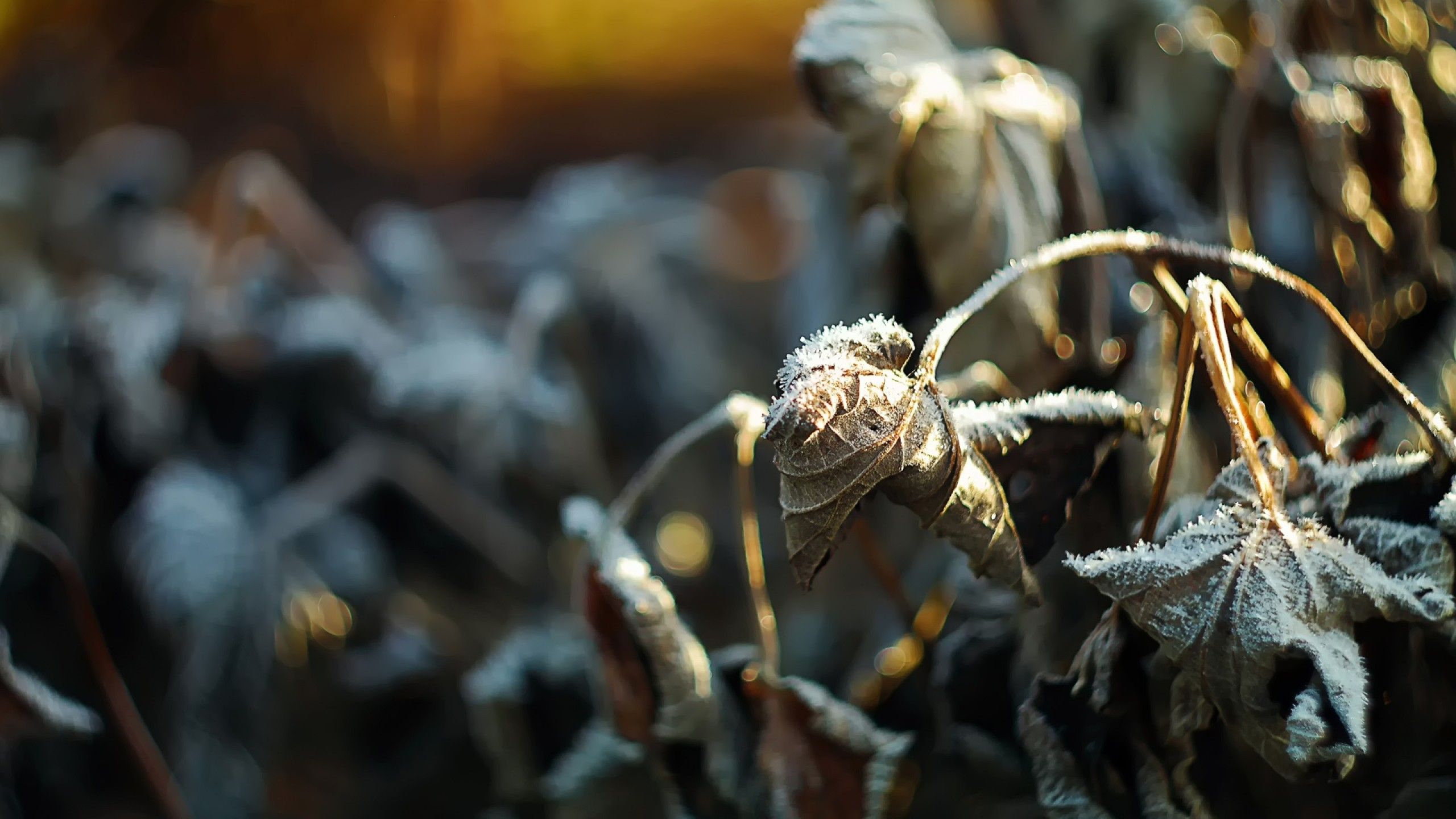 Download 2560x1440 Winter, Frost, Plants, Macro, Leaves Wallpaper for iMac 27 inch