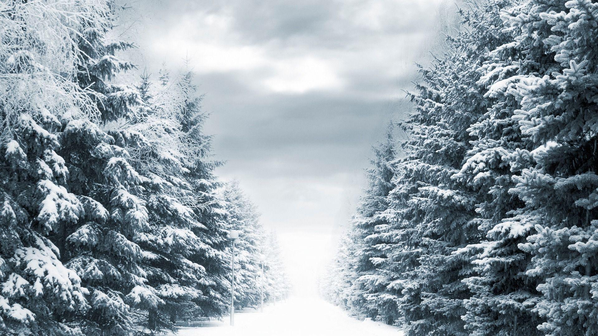 Winter Trees Background