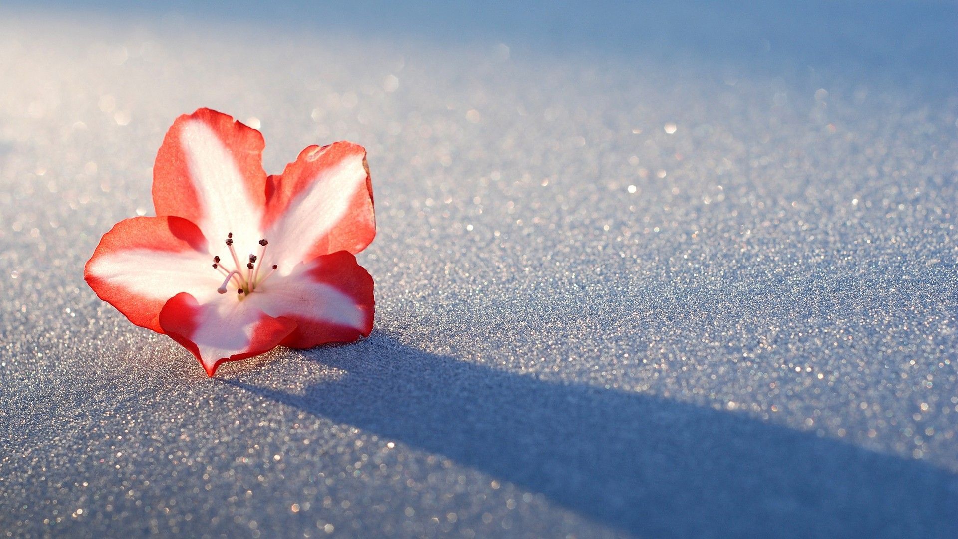 Winter Flower Wallpaper FREE Picture