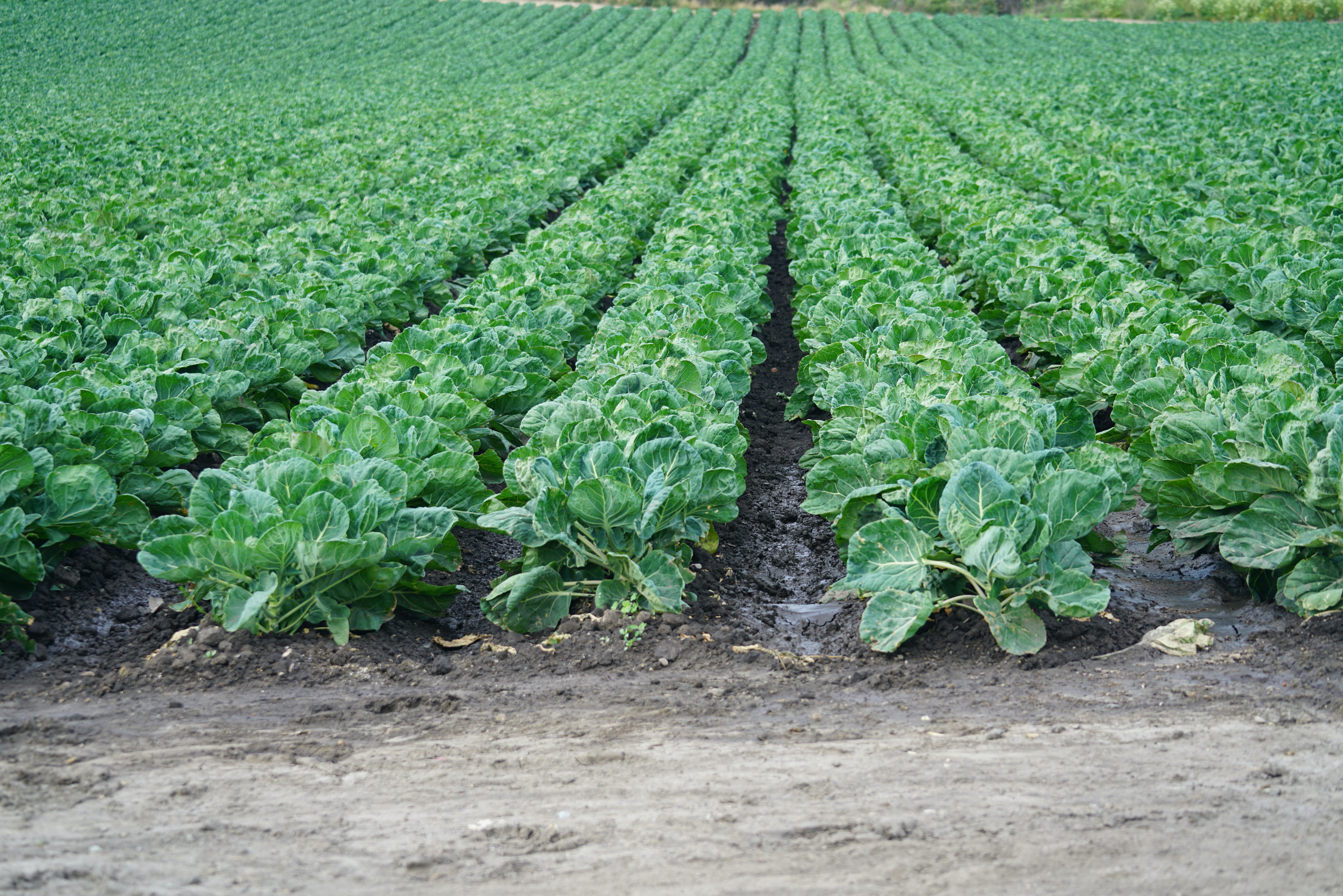 cabbage field photo