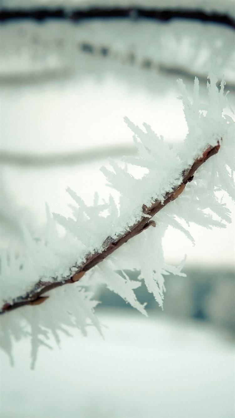 Cold Winter ICy Plant Branch Macro iPhone 8 Wallpaper Free Download