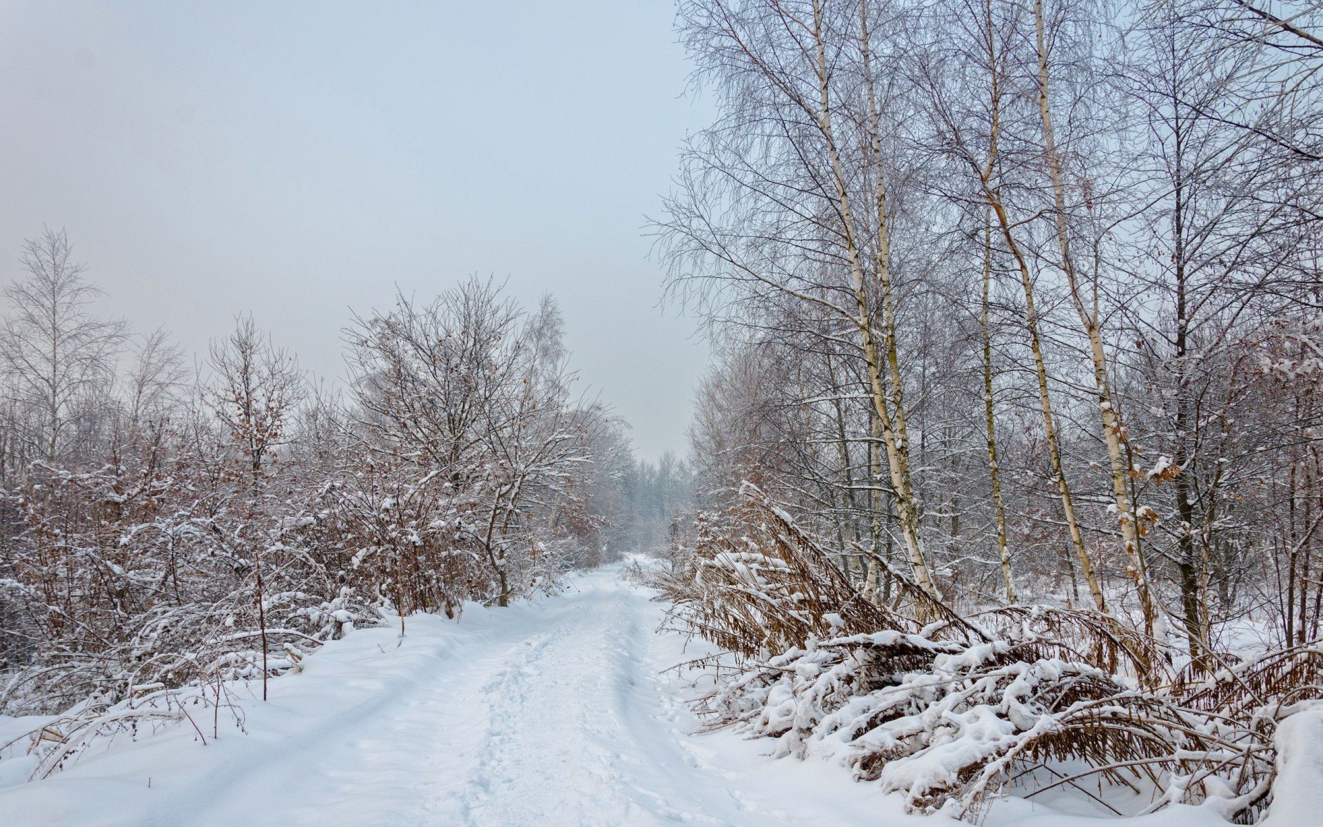 Winter Forest Way Plants wallpaper. Winter Forest Way Plants