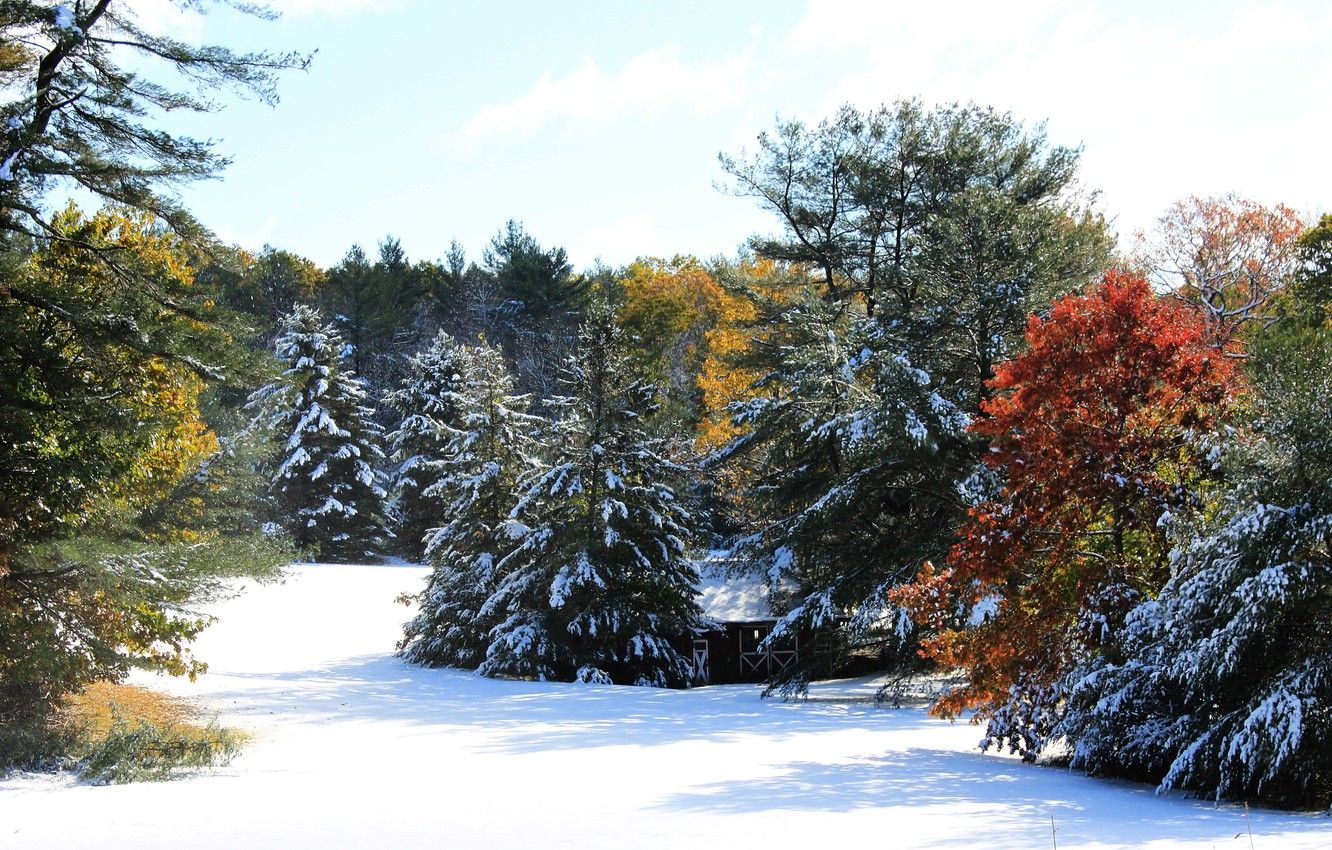 Wallpaper Winter, Trees, Snow, Winter, Snow, Colors, Trees image for desktop, section пейзажи