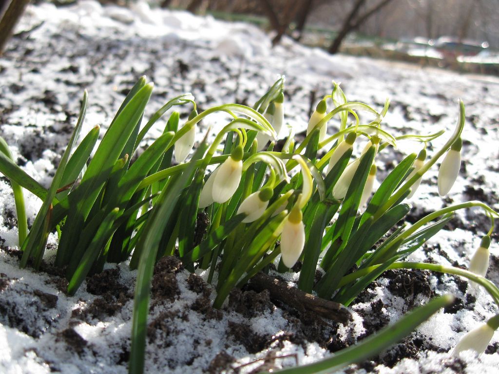 Download wallpaper 1024x768 snowdrops, winter, snow, flowers standard 4:3 HD background