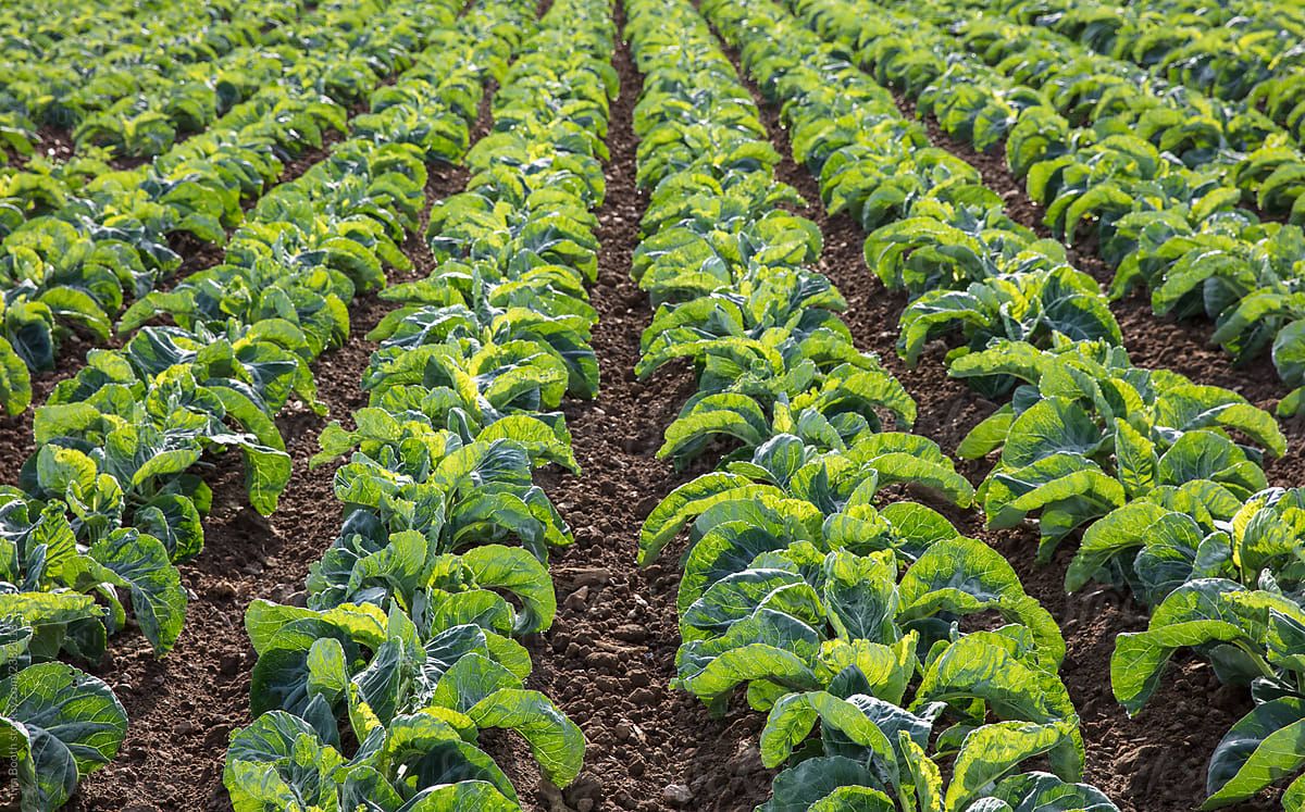 Cabbage Field