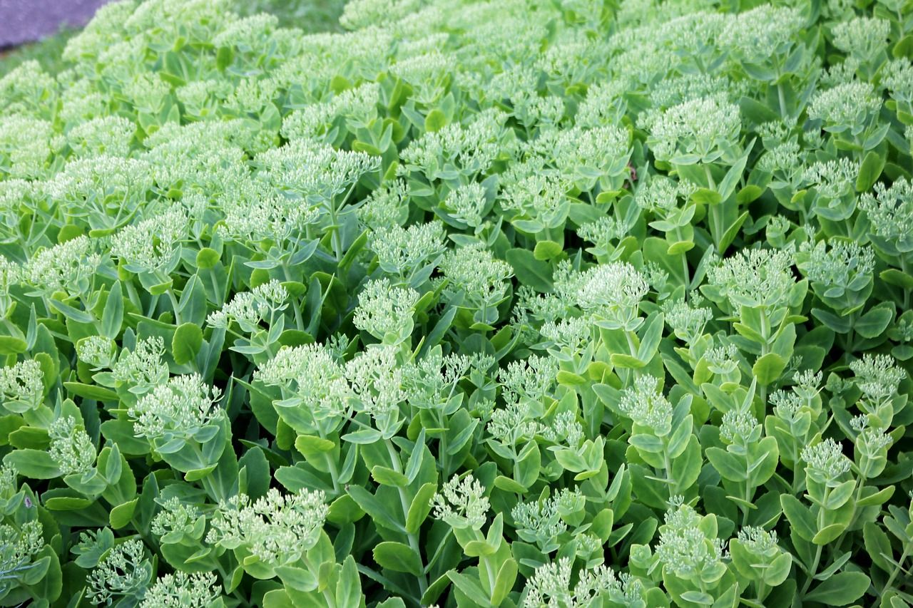 Wallpaper Plants The Nativity