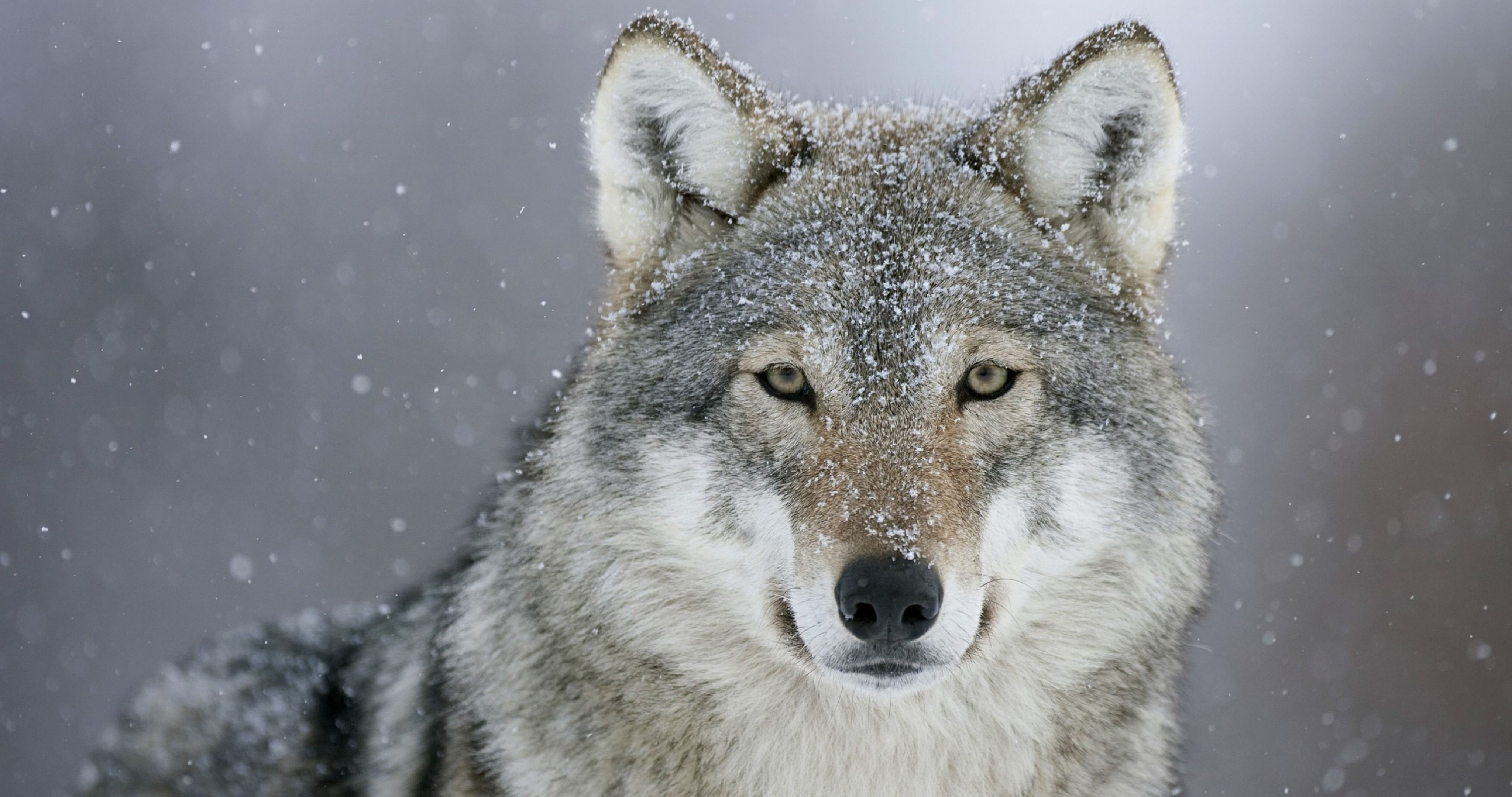 Winter Wolf Wallpaper 4K (4096x2160) Resolution