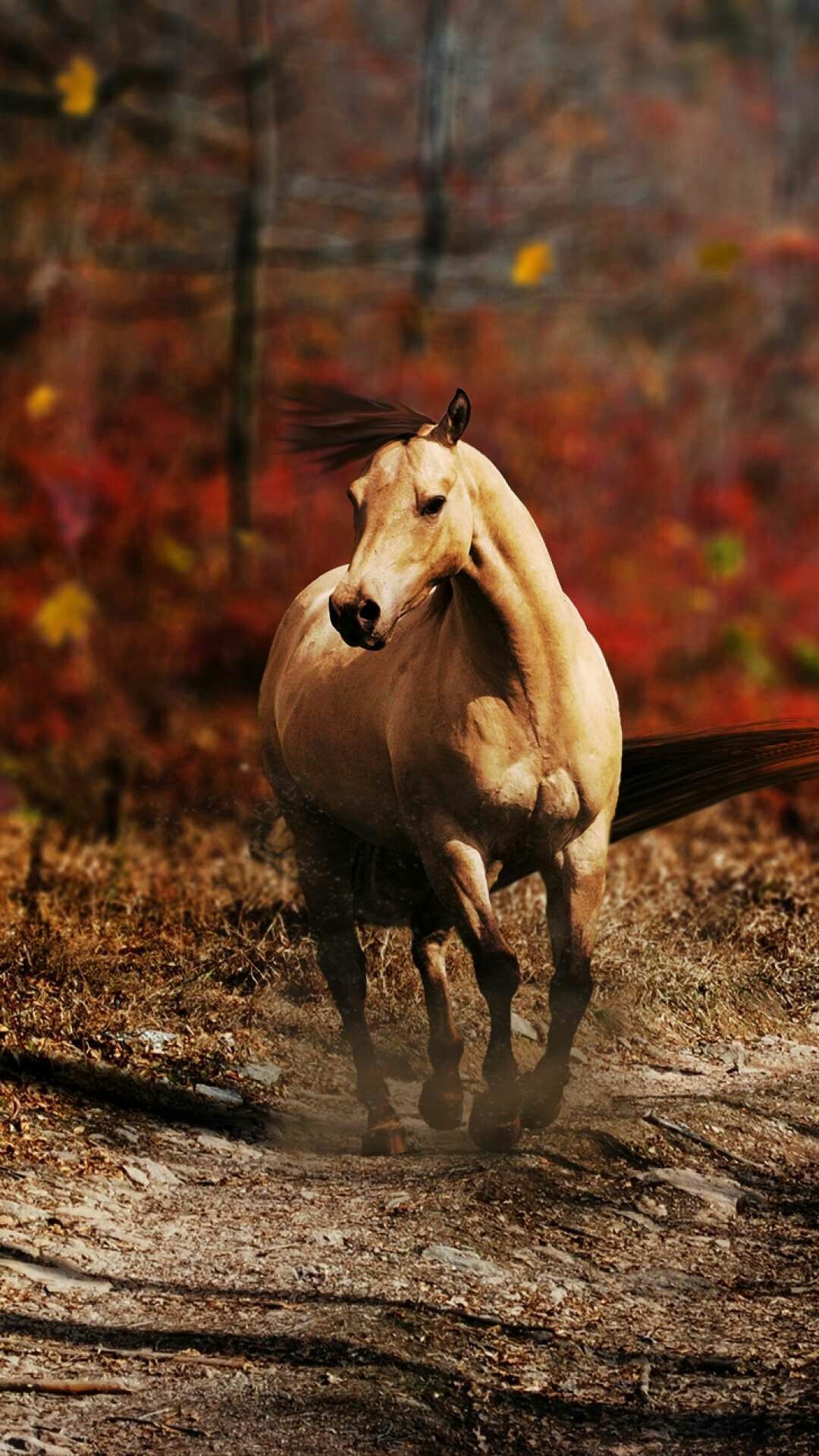 Autumn Filly. Horses, Animals, Running horses