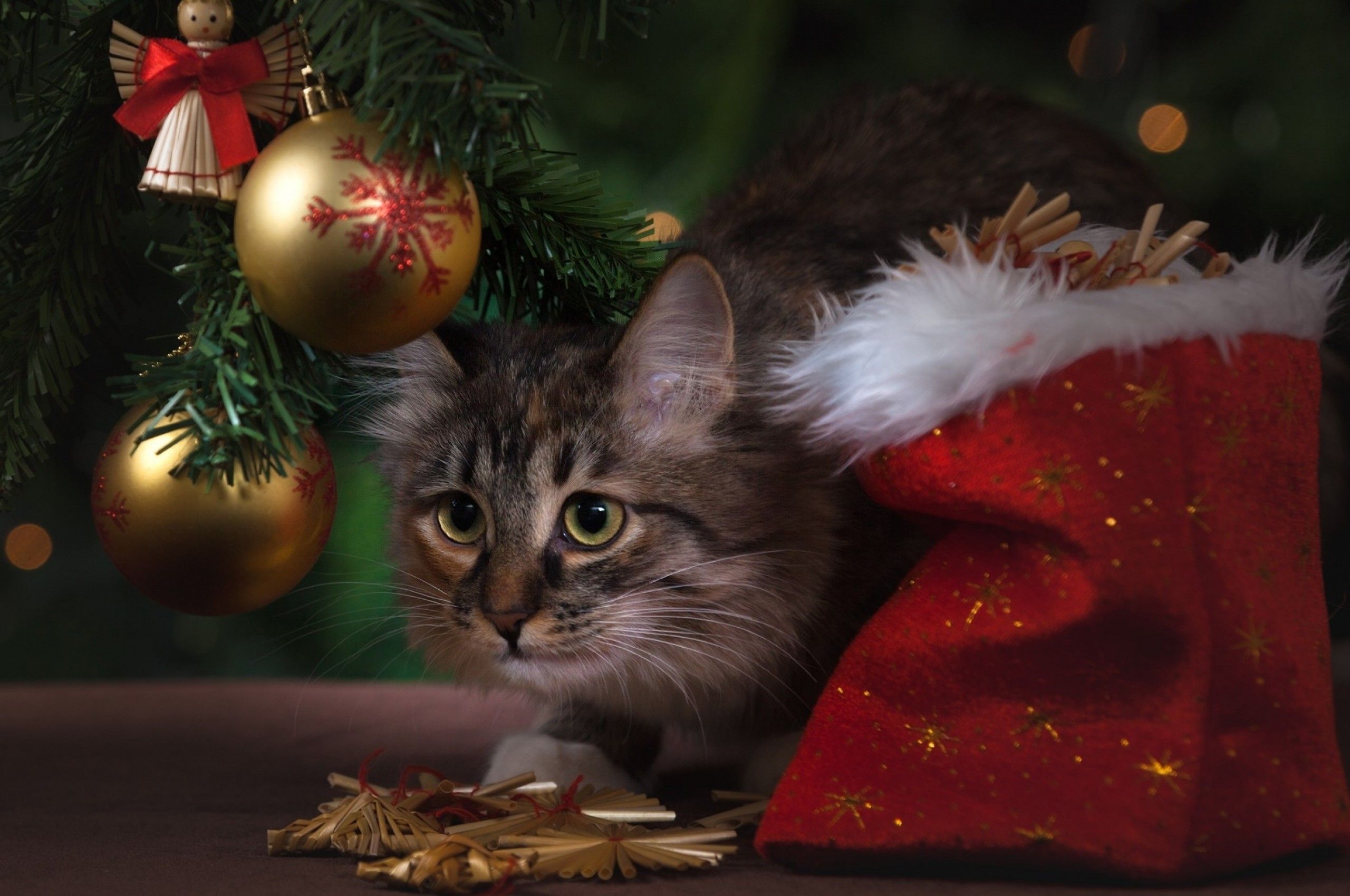 Download 2560x1700 Kitten, Cute, Christmas, Cats Wallpaper for Chromebook Pixel