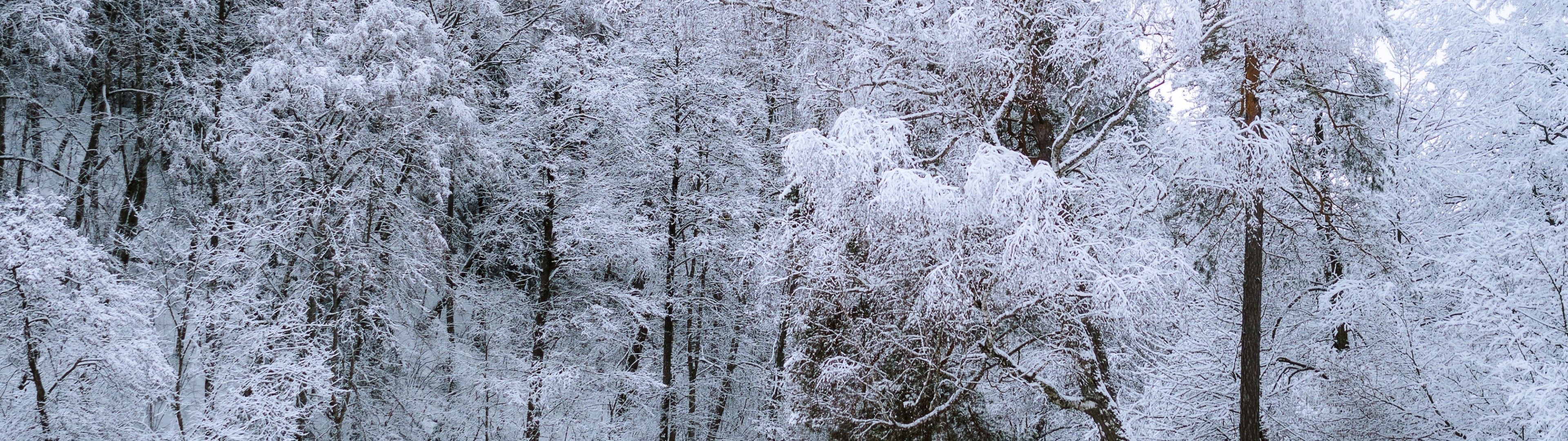 Download 3840x1080 Snowy Forest, Walking Man, Path, Trees, Frost, Winter Wallpaper