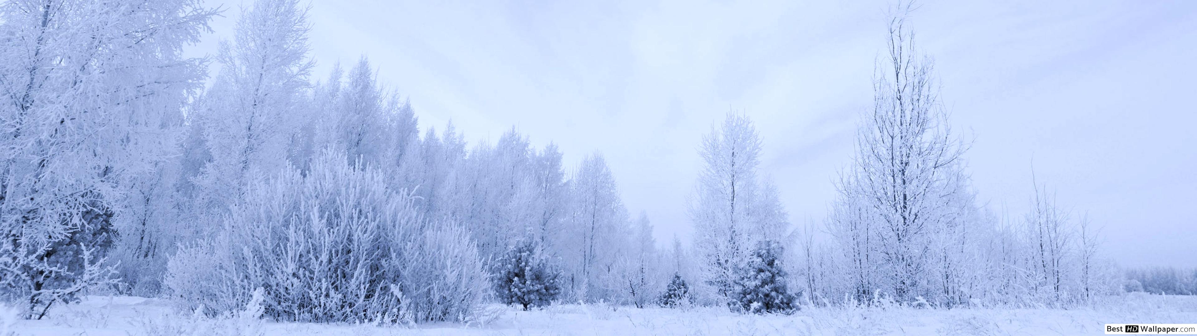 A very white winter HD wallpaper download