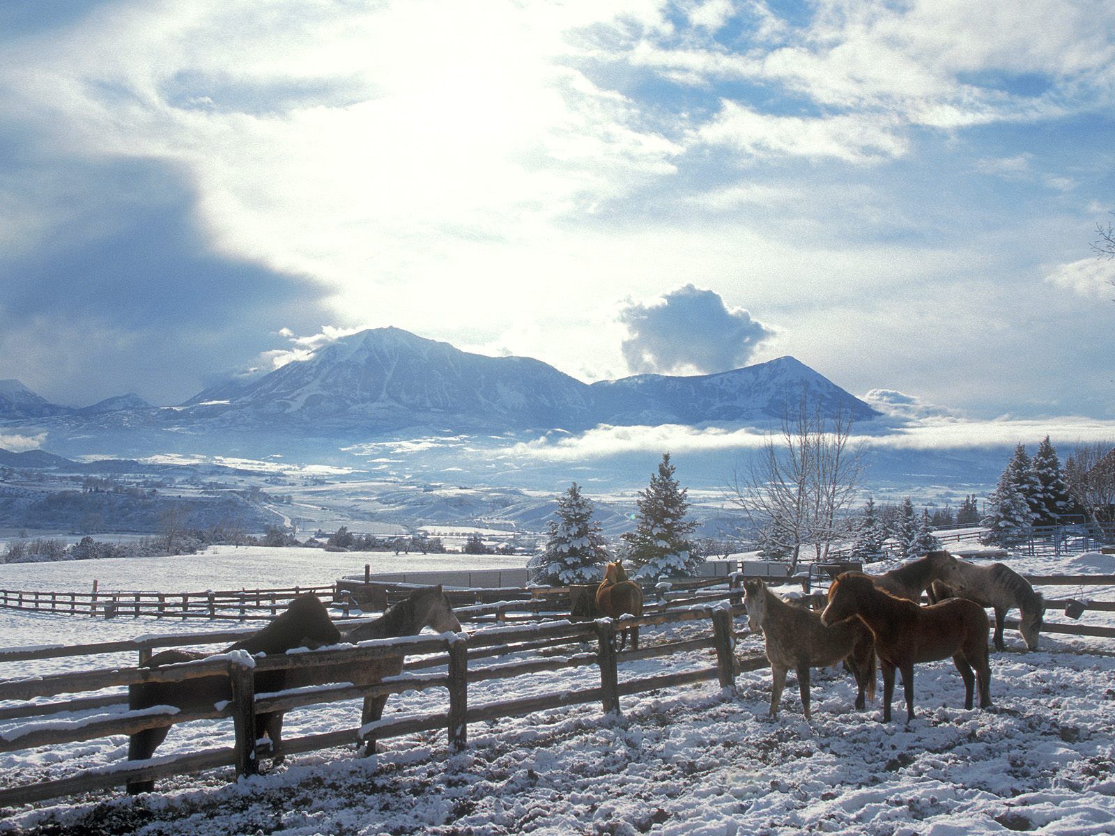 Horses in winter wallpaper. Horses in winter
