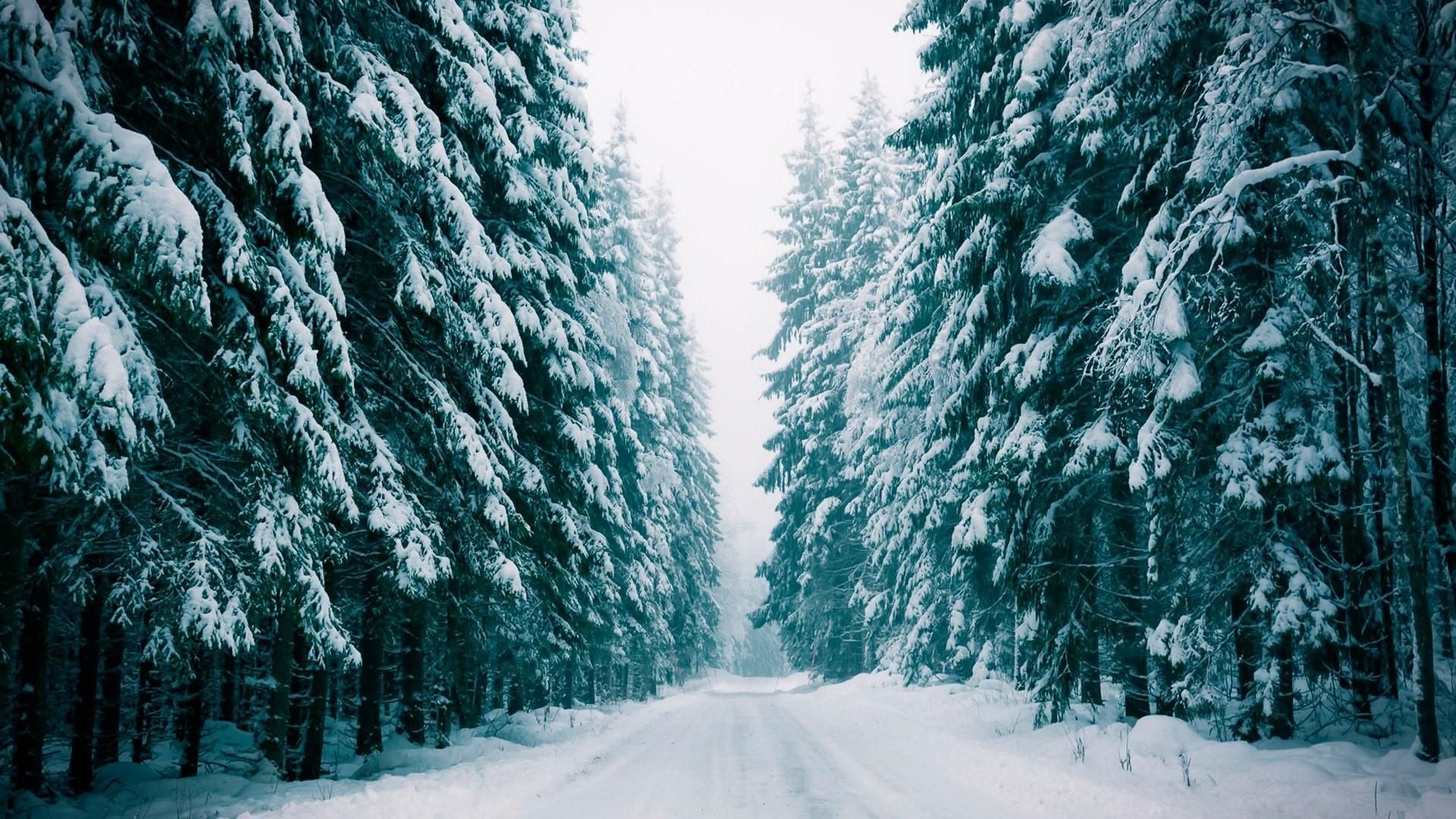 Winter Forest Background High Quality Image