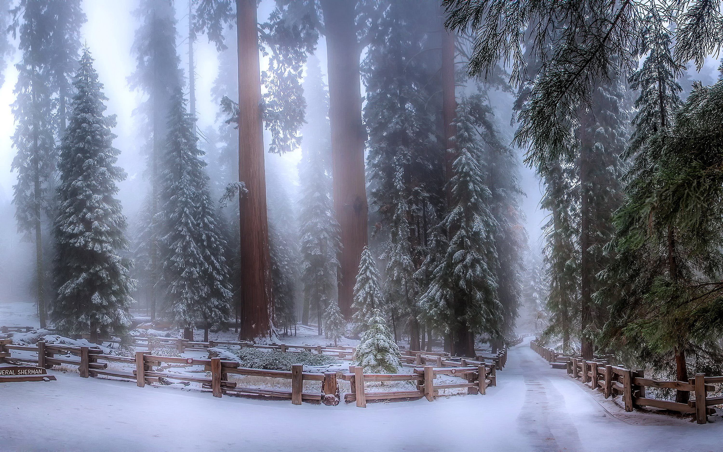 Free download Fantasy Winter Forest Wallpaper Sequoia forest in winter size [3000x1875] for your Desktop, Mobile & Tablet. Explore Winter Forest Wallpaper. Snow Forest Wallpaper, Cozy Winter Storm Outside