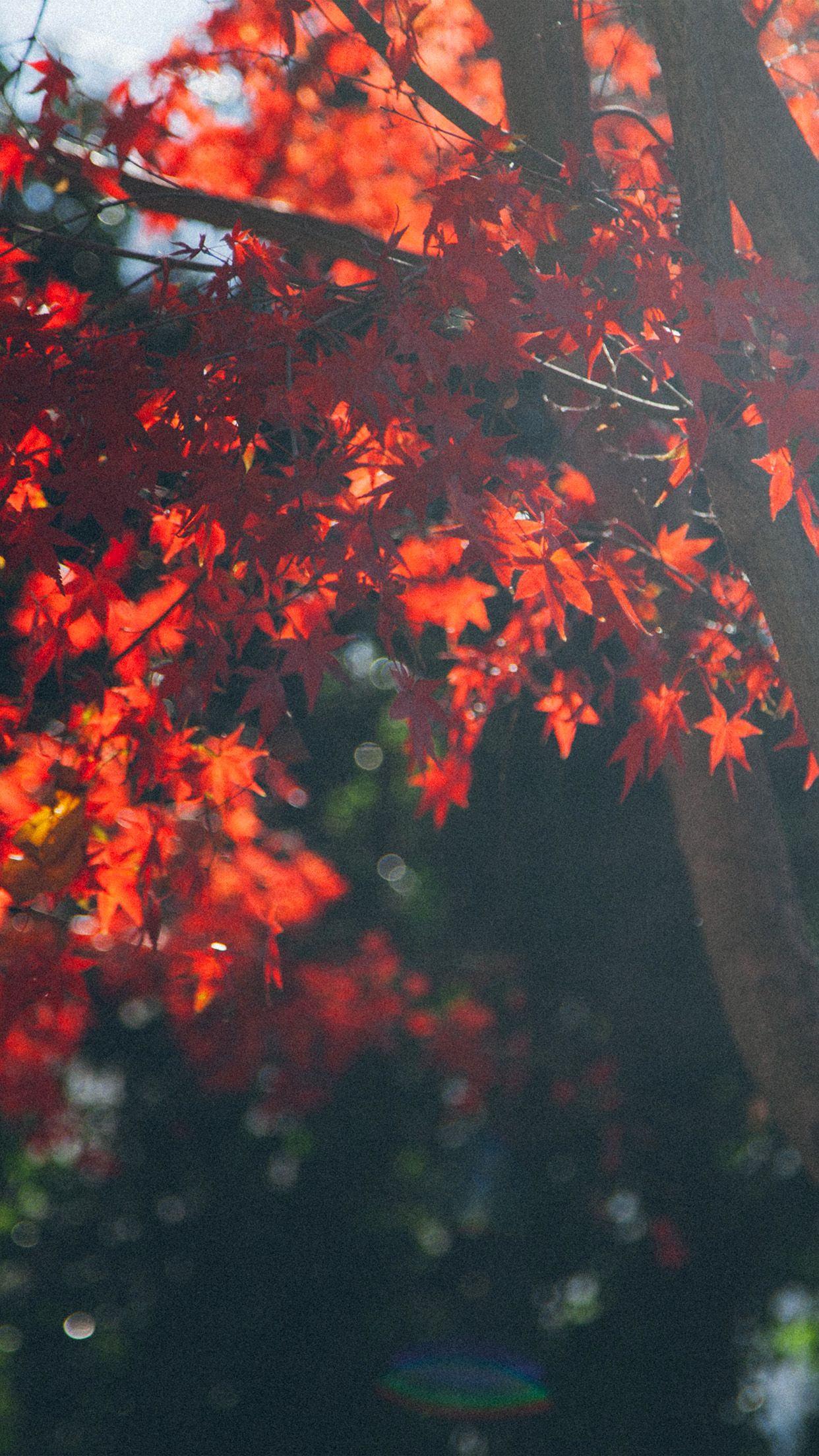 iPhone X wallpaper. fall tree autumn nature