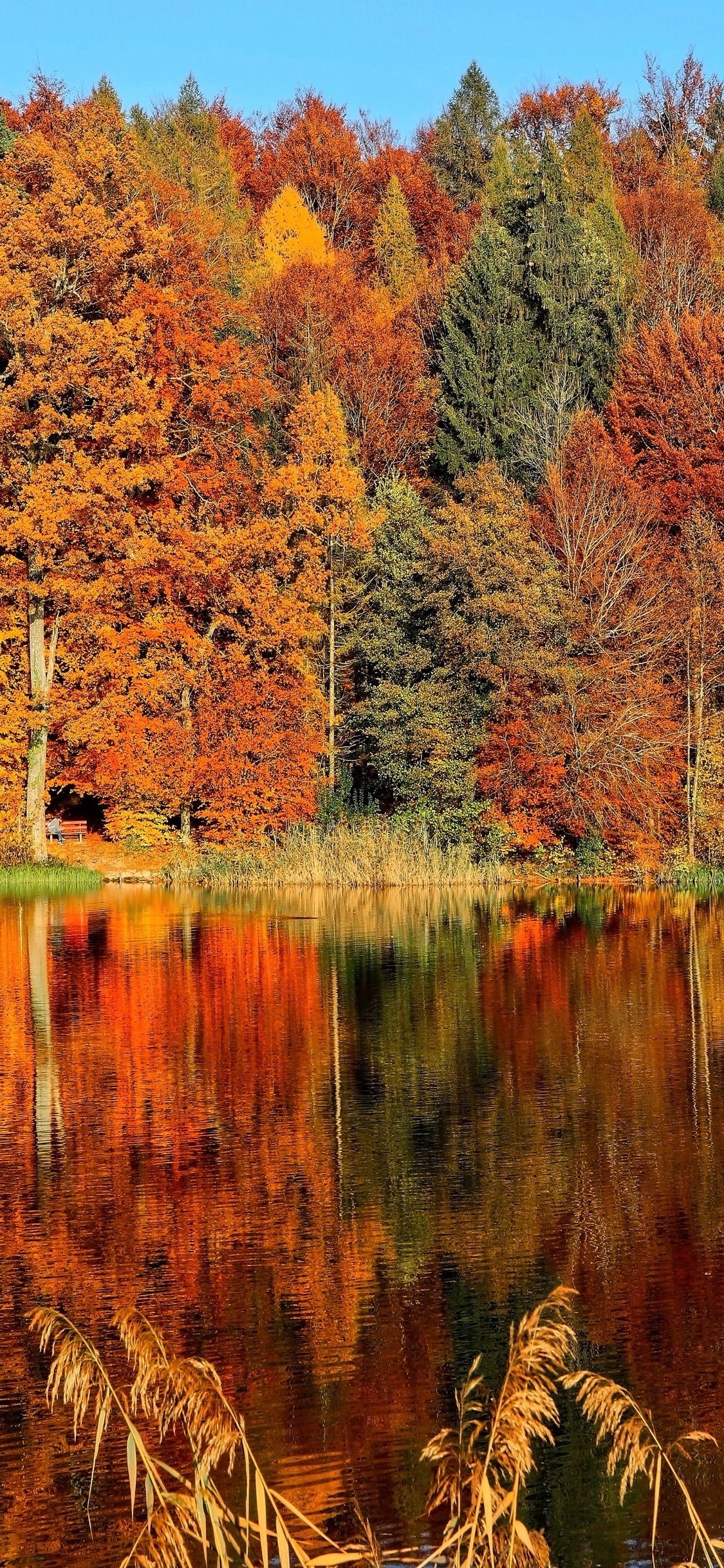 Wallpaper Weekends: Autumn Foliage iPhone Wallpaper