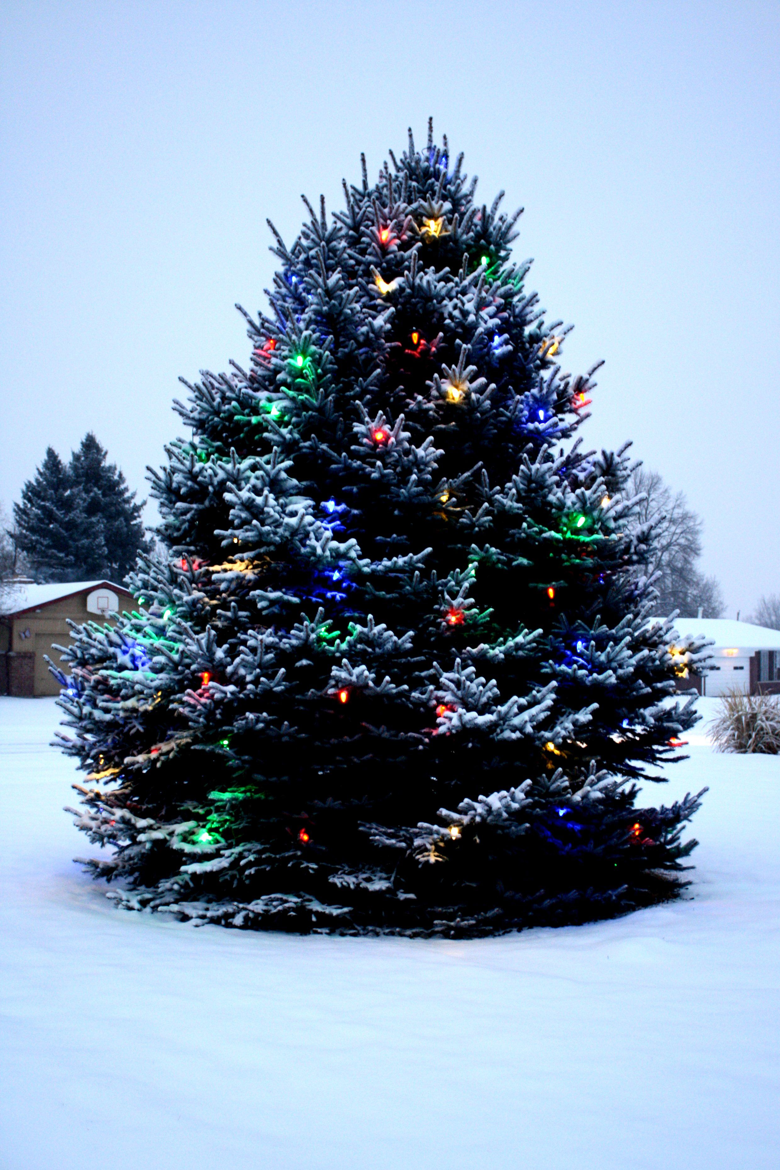 Outdoor Christmas Tree with Lights and Snow Picture. Free Photograph. Photo Public Domain