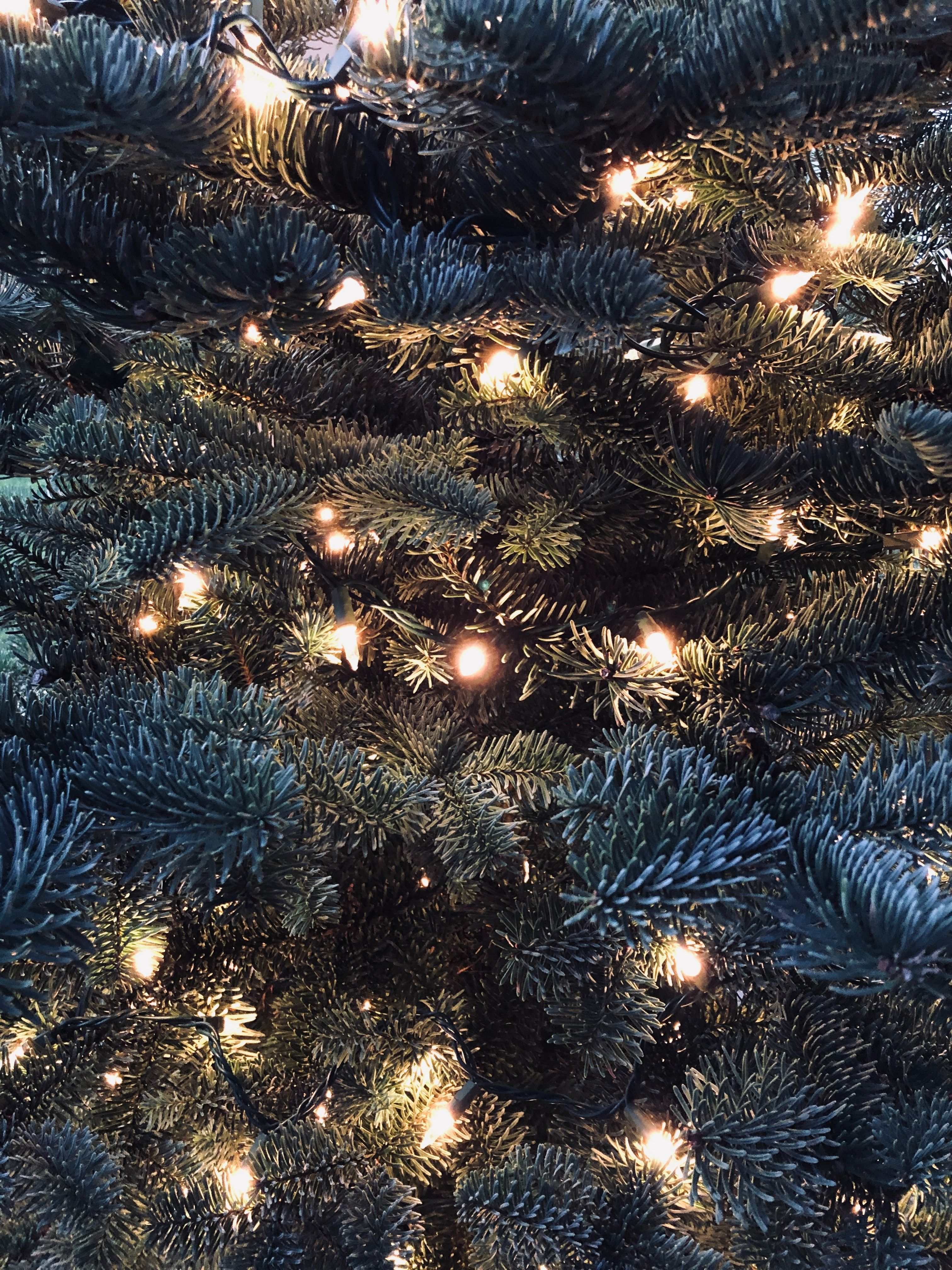 green Christmas tree with LED light photo