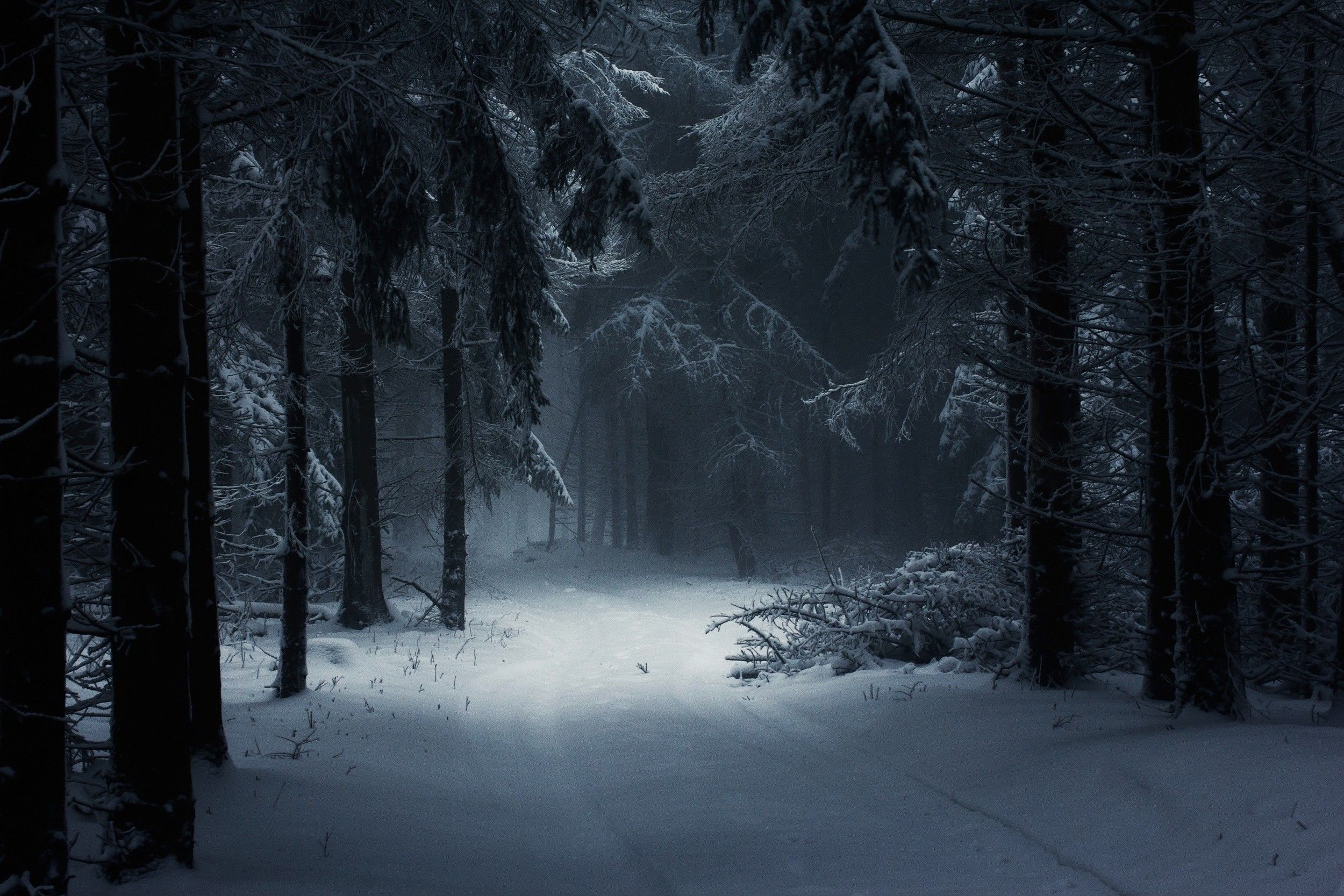 Dark Winter Forest Wallpaper High Definition Snow Forest Background HD Wallpaper