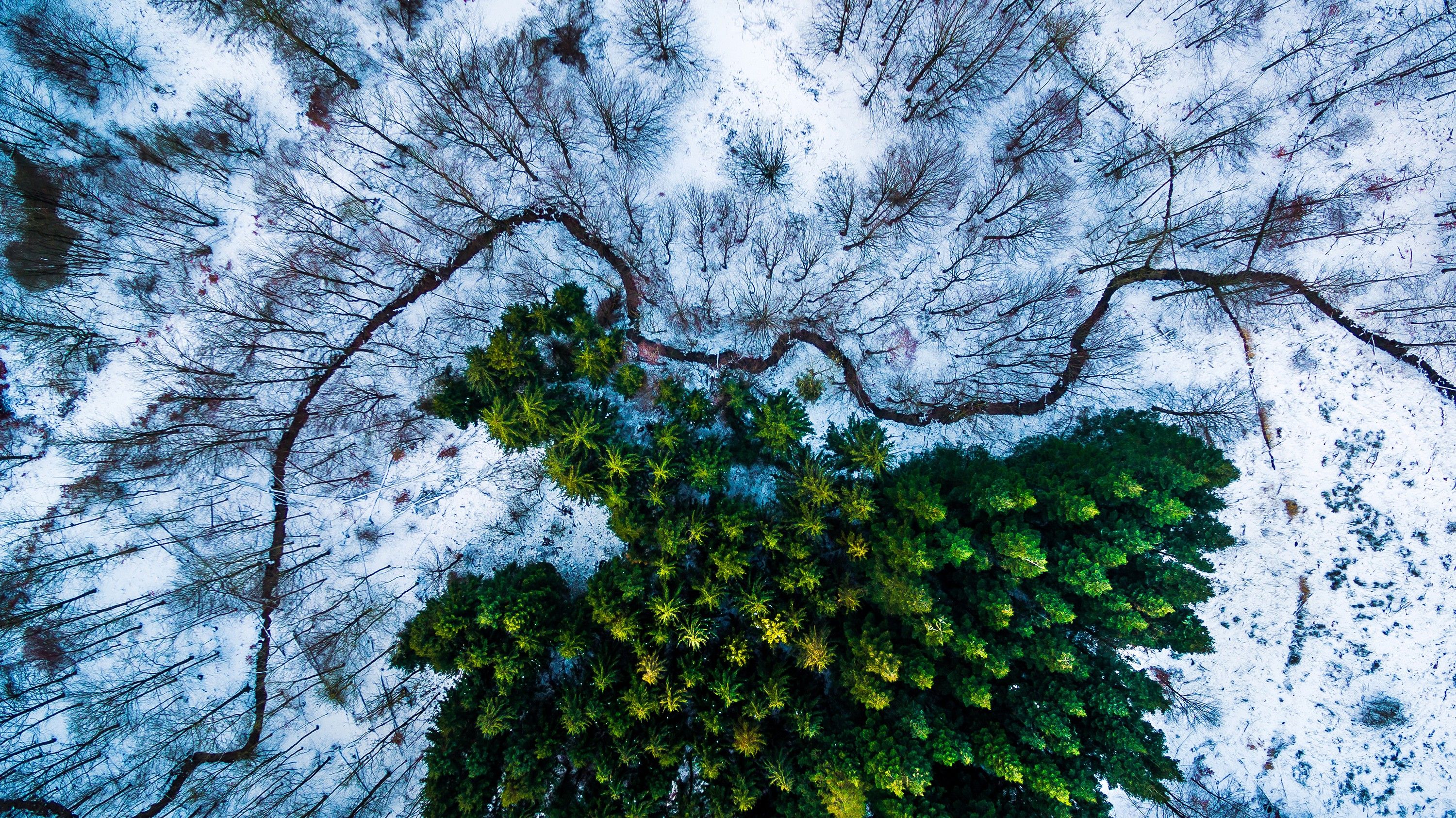 Aerial Forest Green Snow Winter wallpaperx1685