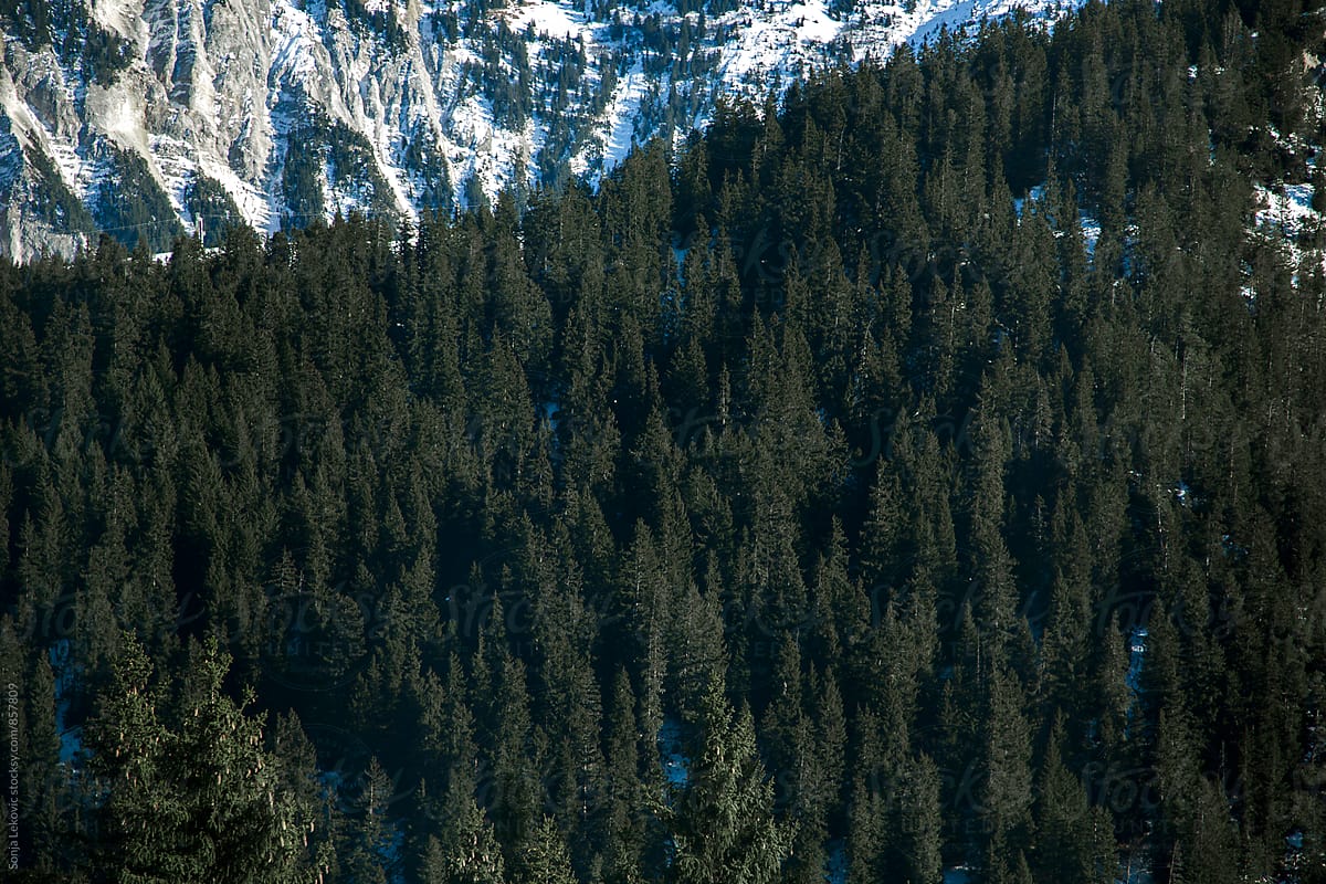 winter forest background