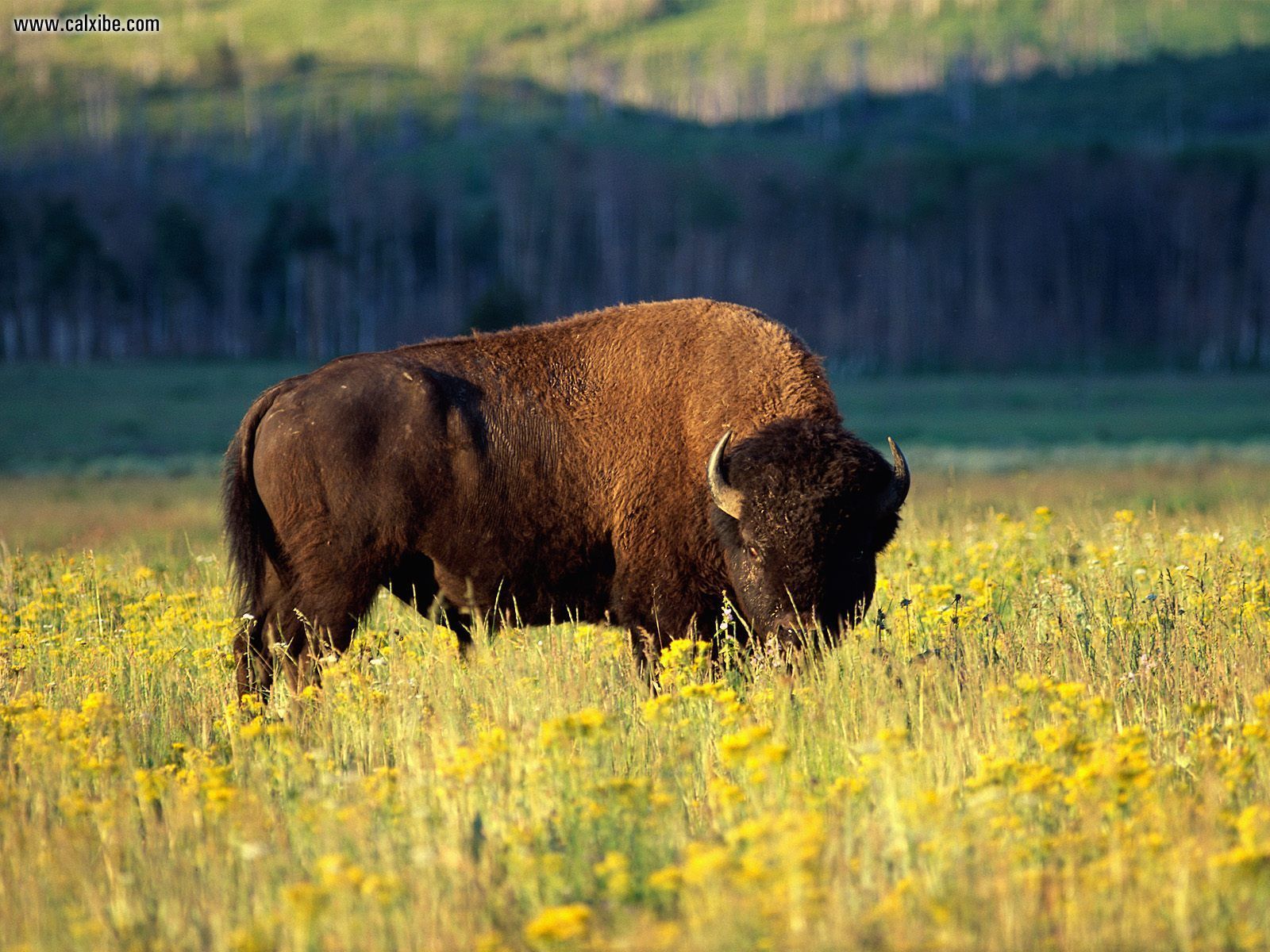 Animals: Bison Grand Teton National Park Wyoming, desktop wallpaper nr. 15132