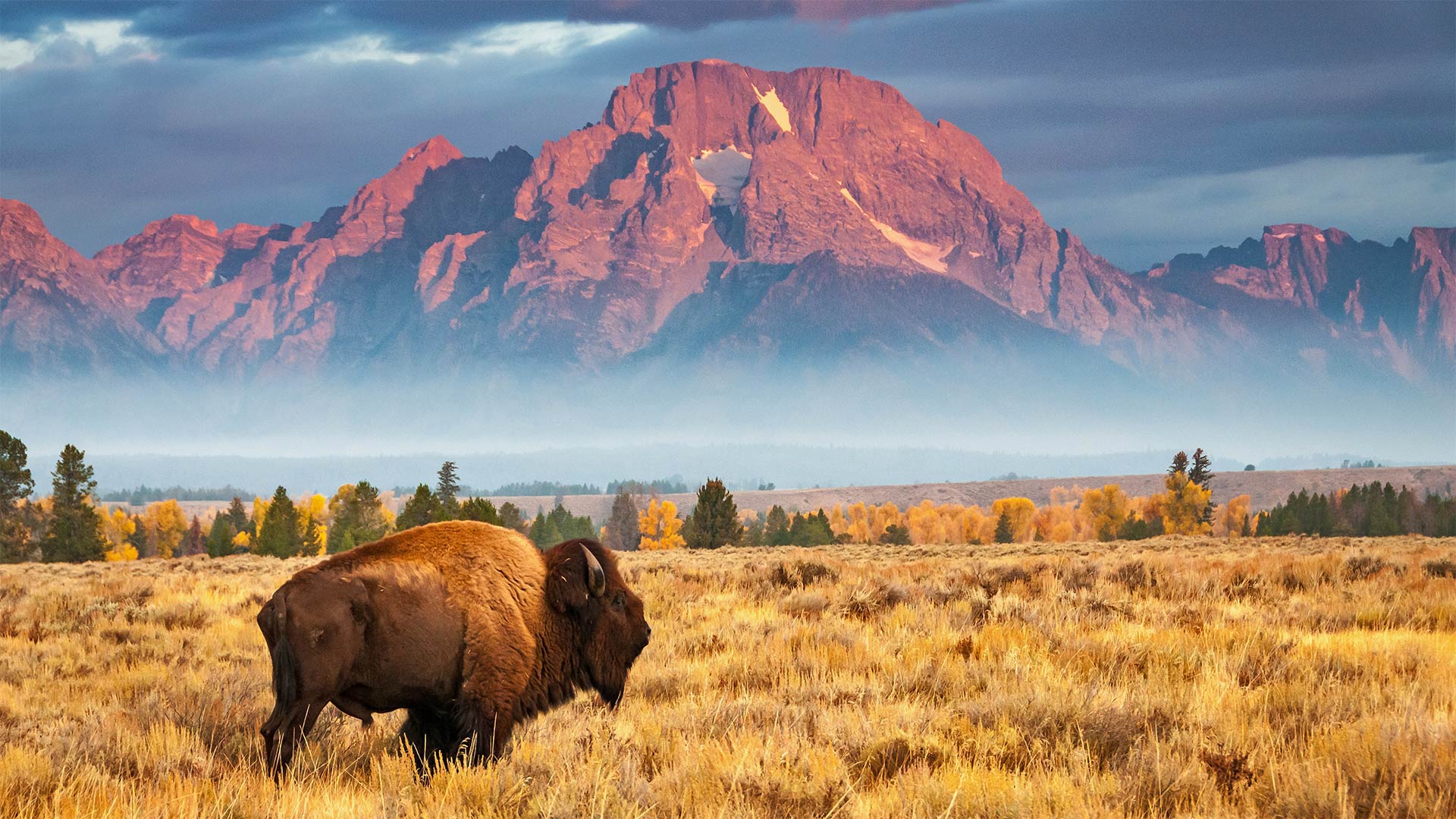 Bison in Grand Teton National Park, Wyoming, USA. [1920x1080]: wallpaper