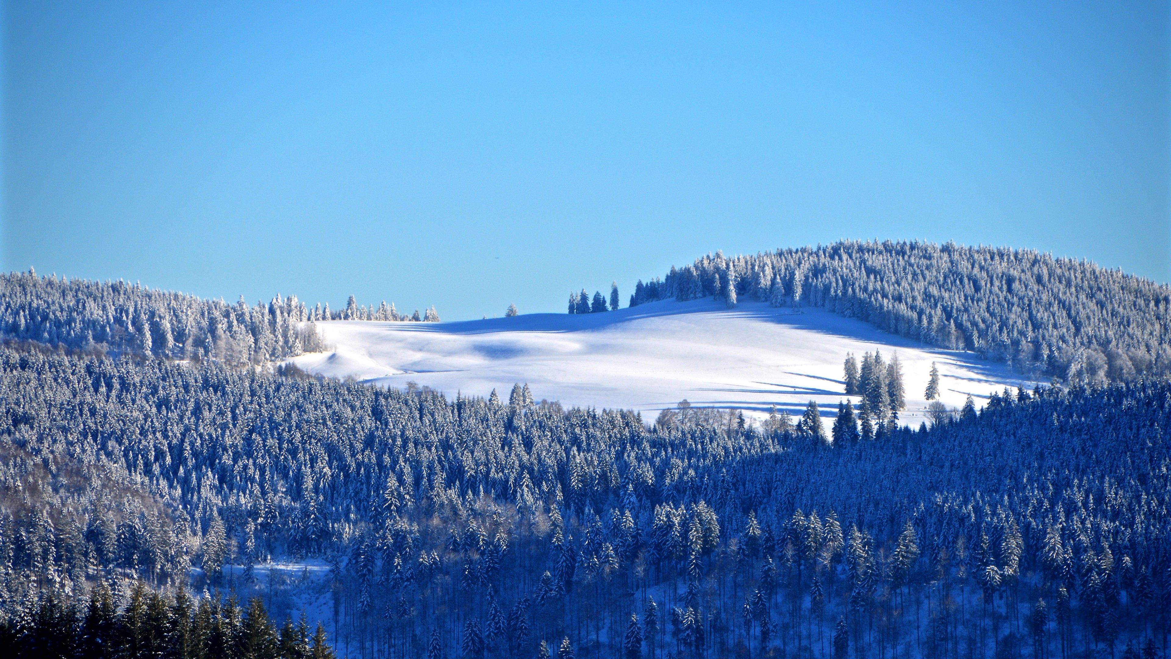 Winter forest 4K Wallpaper, Snow, Trees, Hill, Sky view, Clear sky, Blue sky, Nature