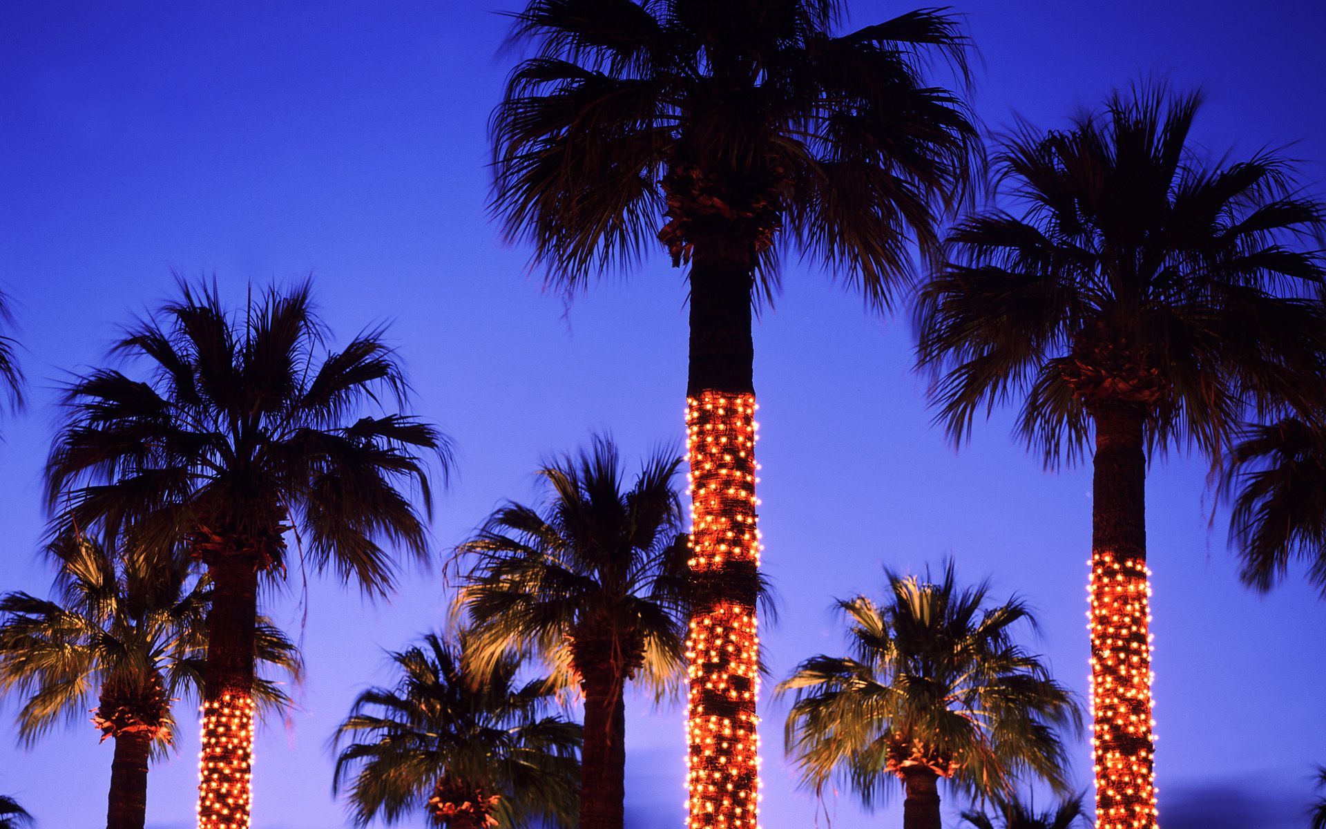 BeachStore.com #beach #palmtree. Palm tree christmas lights, Palm trees wallpaper, Christmas tree wallpaper