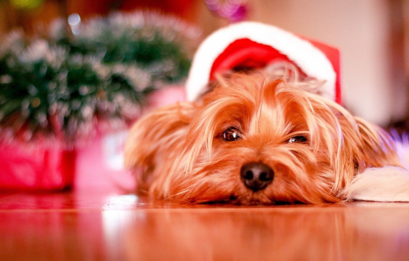 Wallpaper Christmas, dog, cute, puppy, christmas, puppy, dog, cute image for desktop, section собаки
