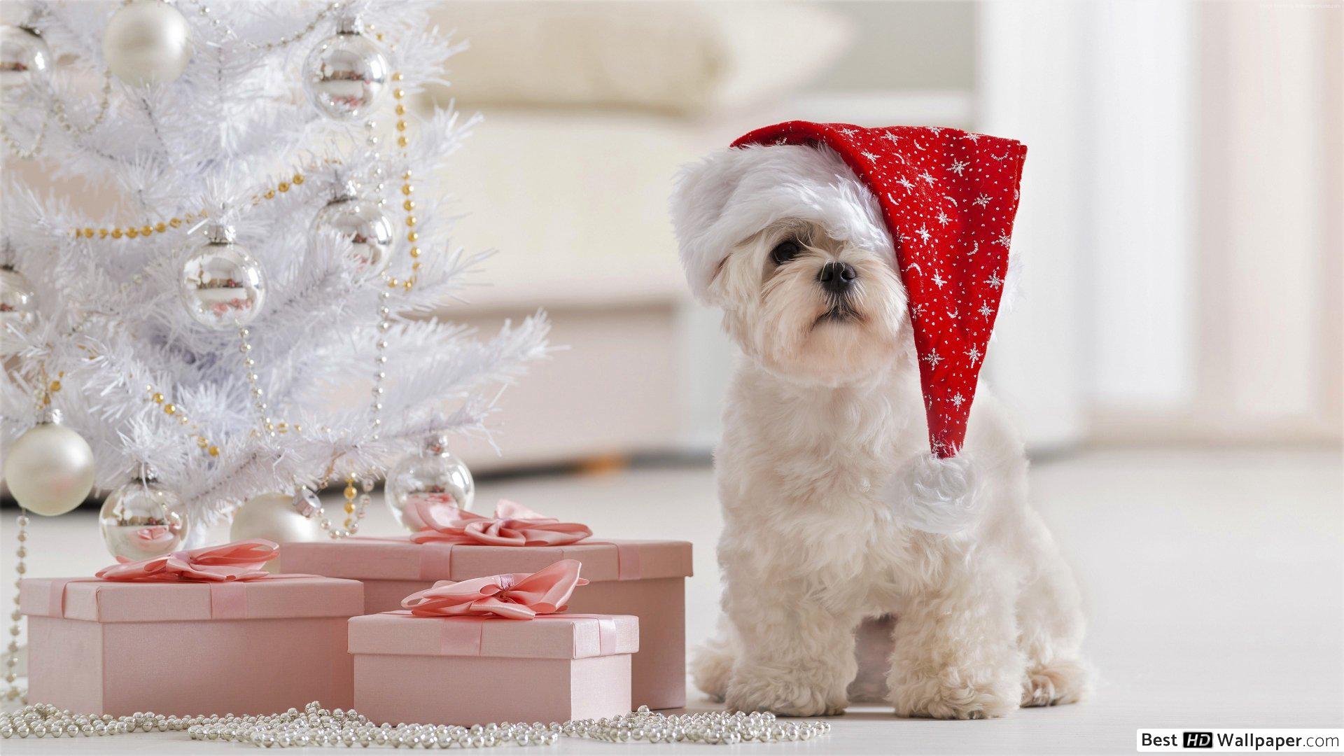 Cute puppy's white christmas HD wallpaper download