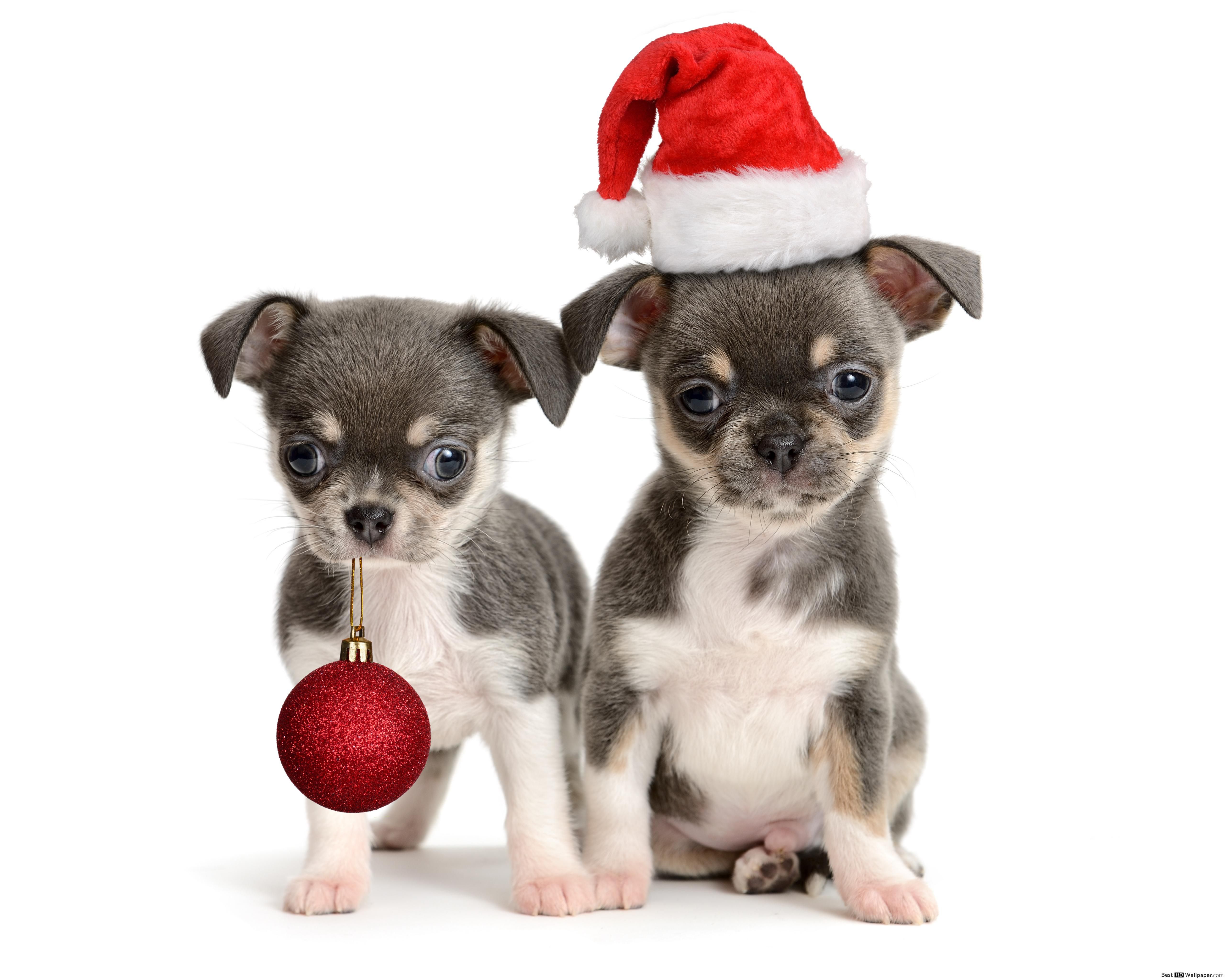 Christmas Puppies HD wallpaper download