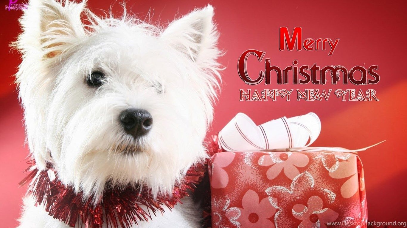 Cute Merry Christmas Wallpaper Dogs Desktop Background