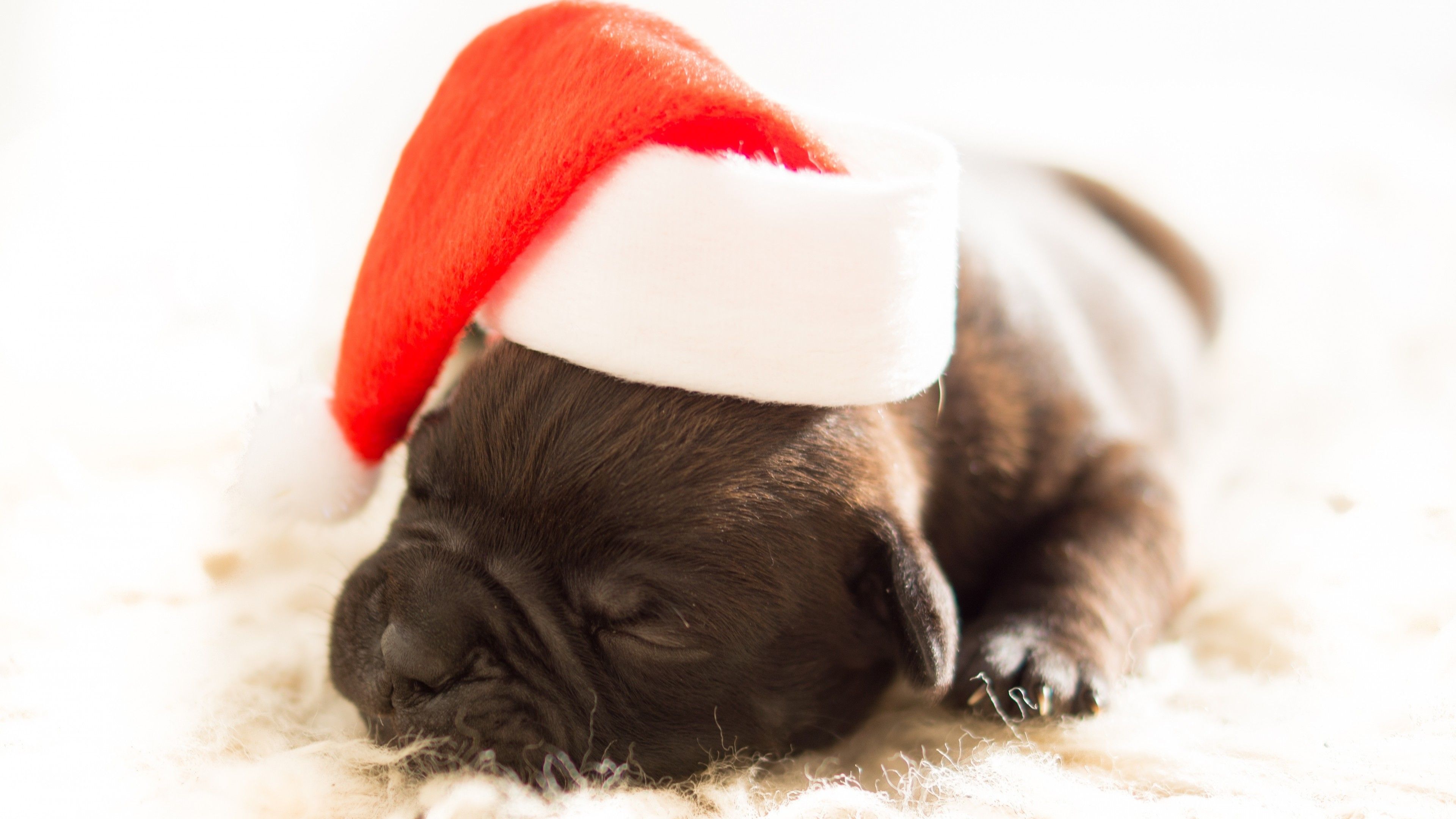 Wallpaper Christmas, New Year, puppy, cute animals, 4k, Holidays Wallpaper Download Resolution 4K Wallpaper