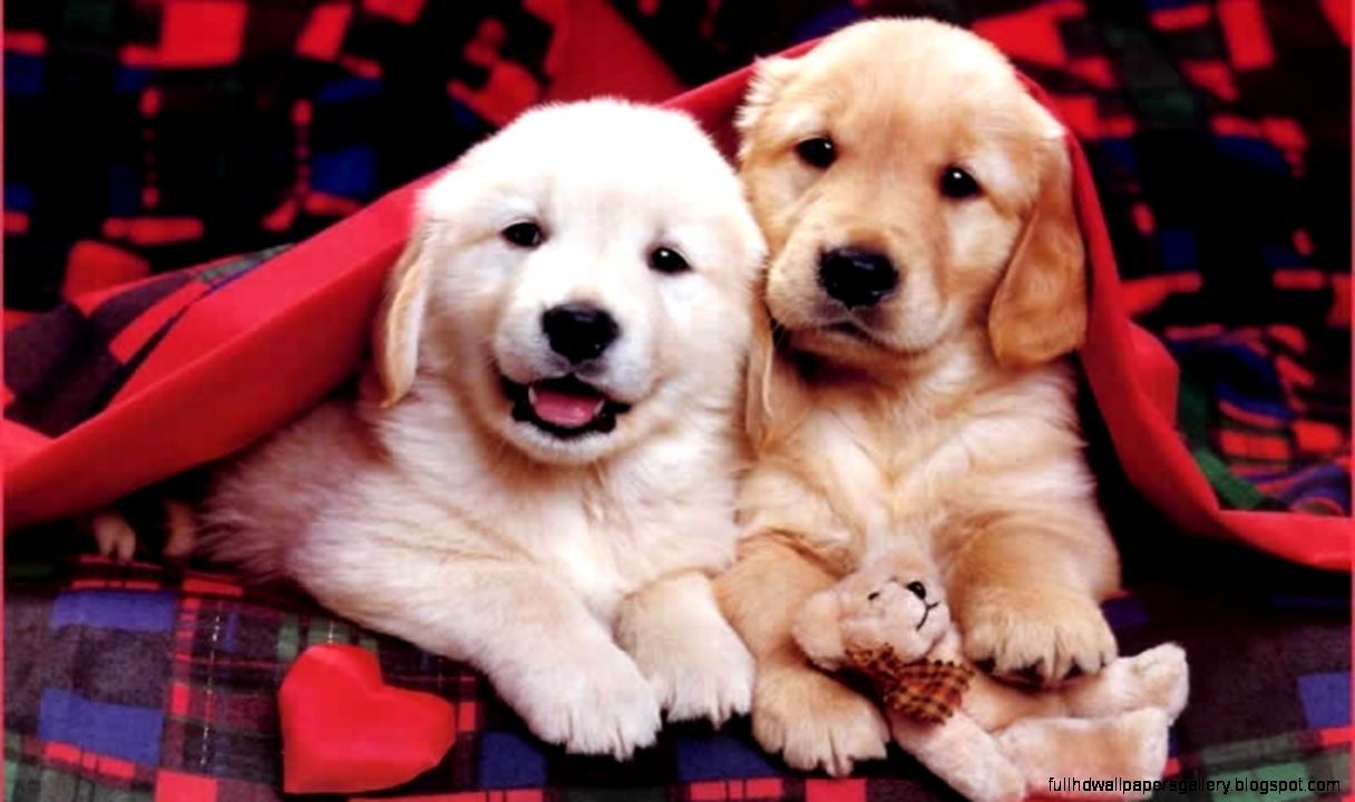 Cute Christmas Puppies Background Wallpaper. Full HD Wallpaper