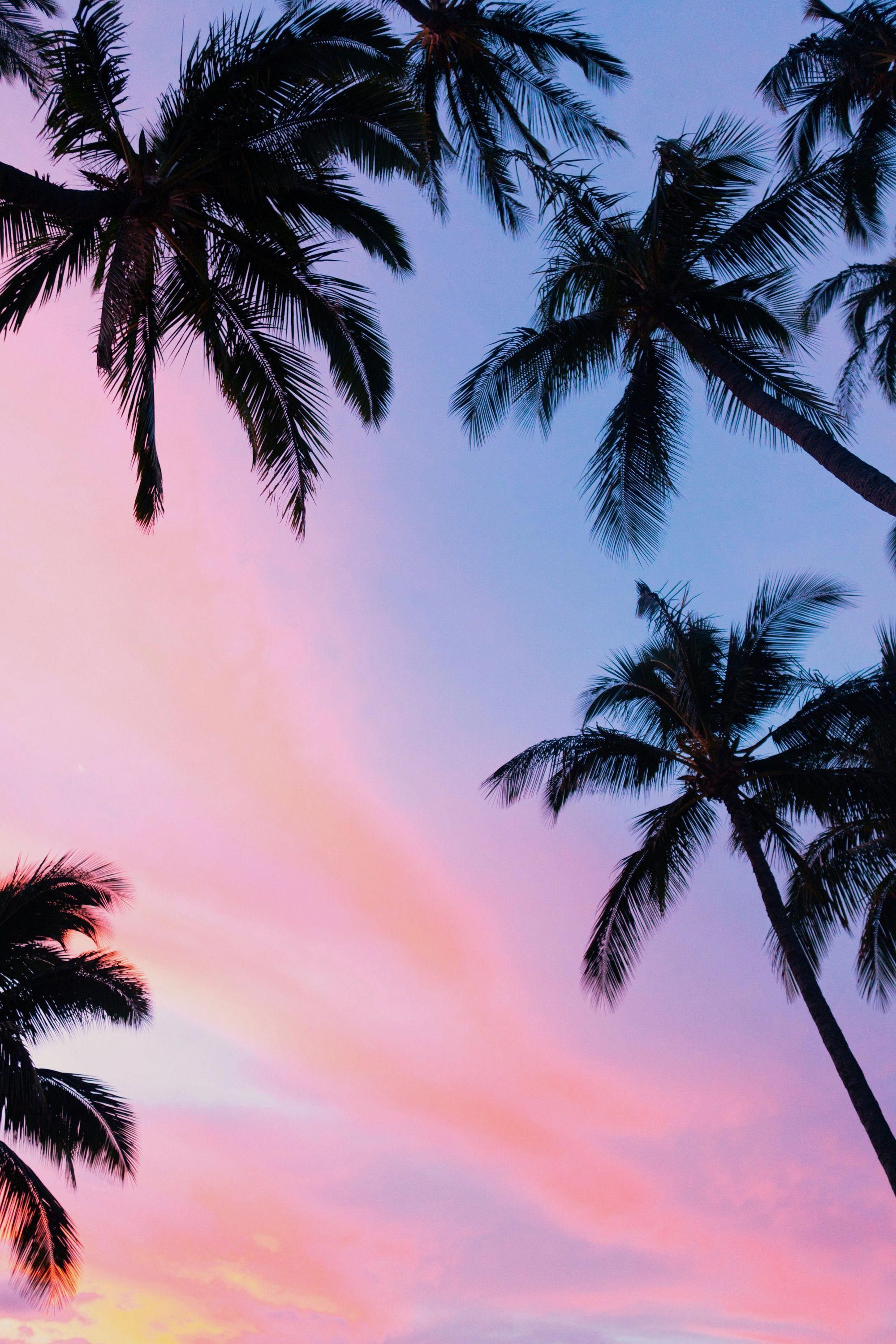Sunset Palm Tree Wallpaper Free HD Wallpaper