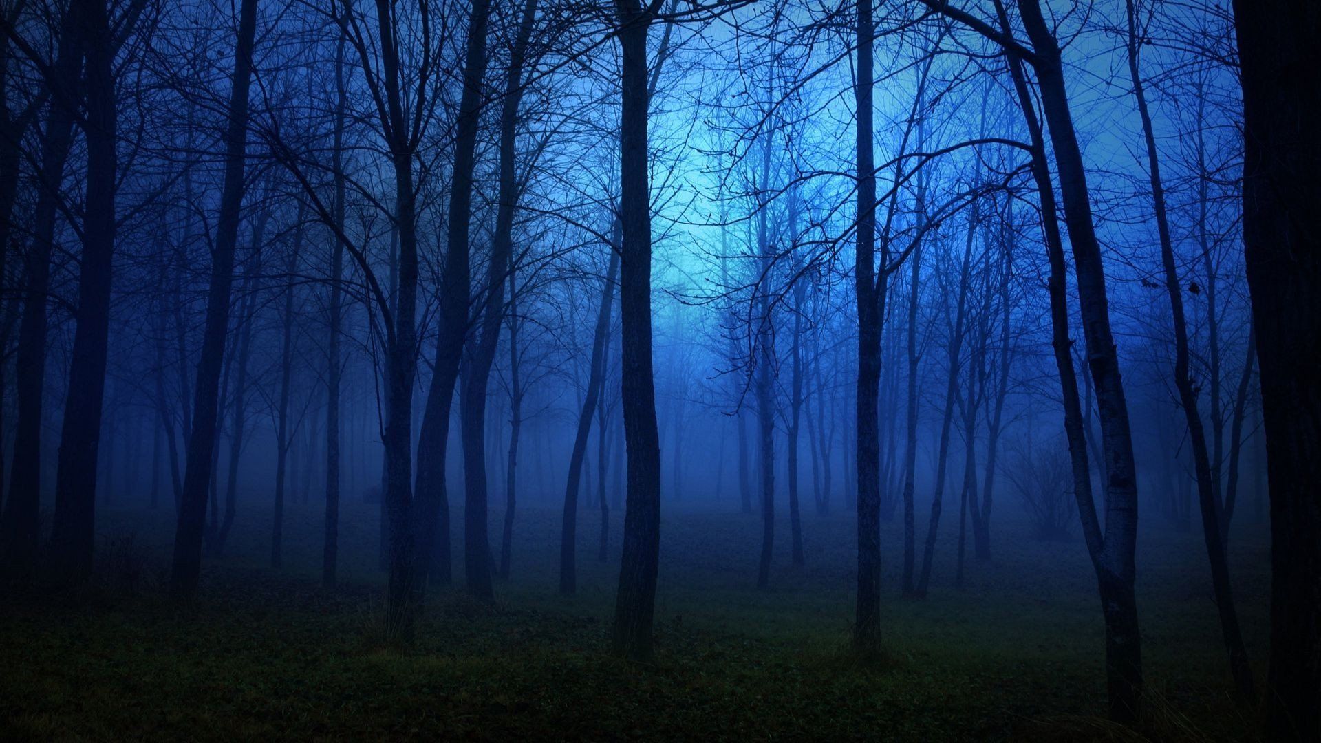 forest, Nature, Tree, Landscape, Night, Fog, Mist, Dark, Spooky Wallpaper HD / Desktop and Mobile Background