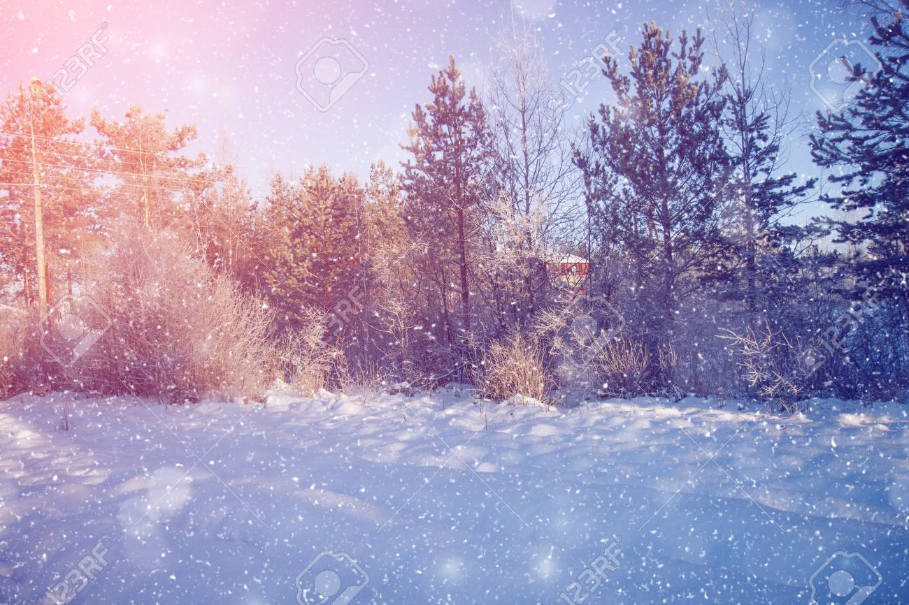 Free download Winter Wonderland Scene Background Landscape Trees Forest [1300x866] for your Desktop, Mobile & Tablet. Explore Winter Scene Background. Winter Wonderland Scenes Wallpaper