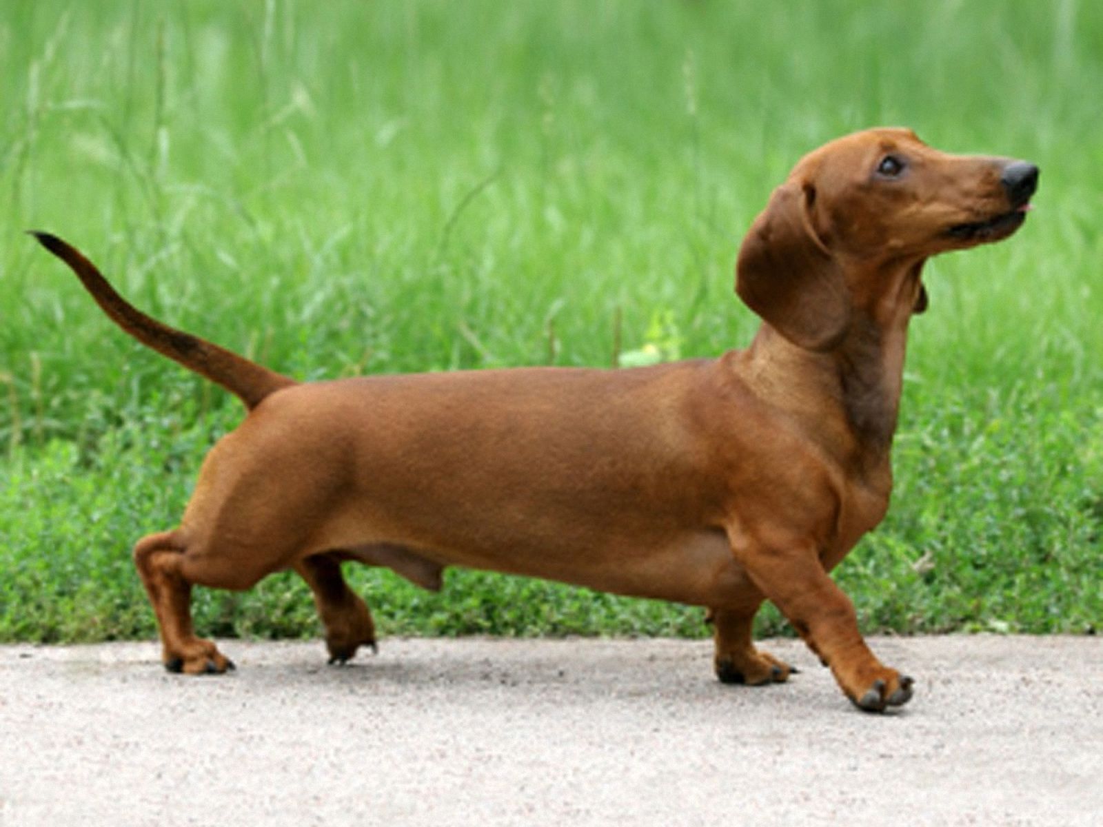 Free Dachshund Wallpaper for Computer