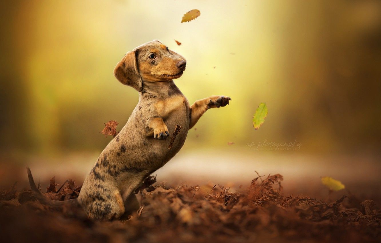 Wallpaper autumn, leaves, dog, stand, bokeh, Dachshund image for desktop, section собаки