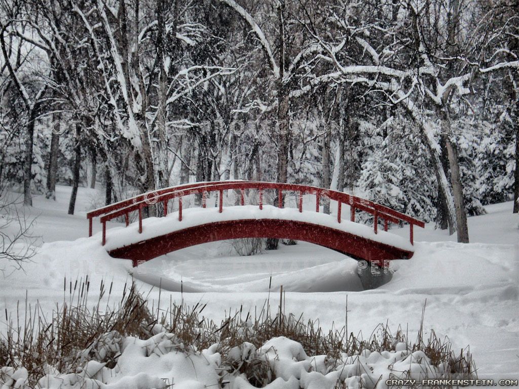 winter wonderland scene forest bridge
