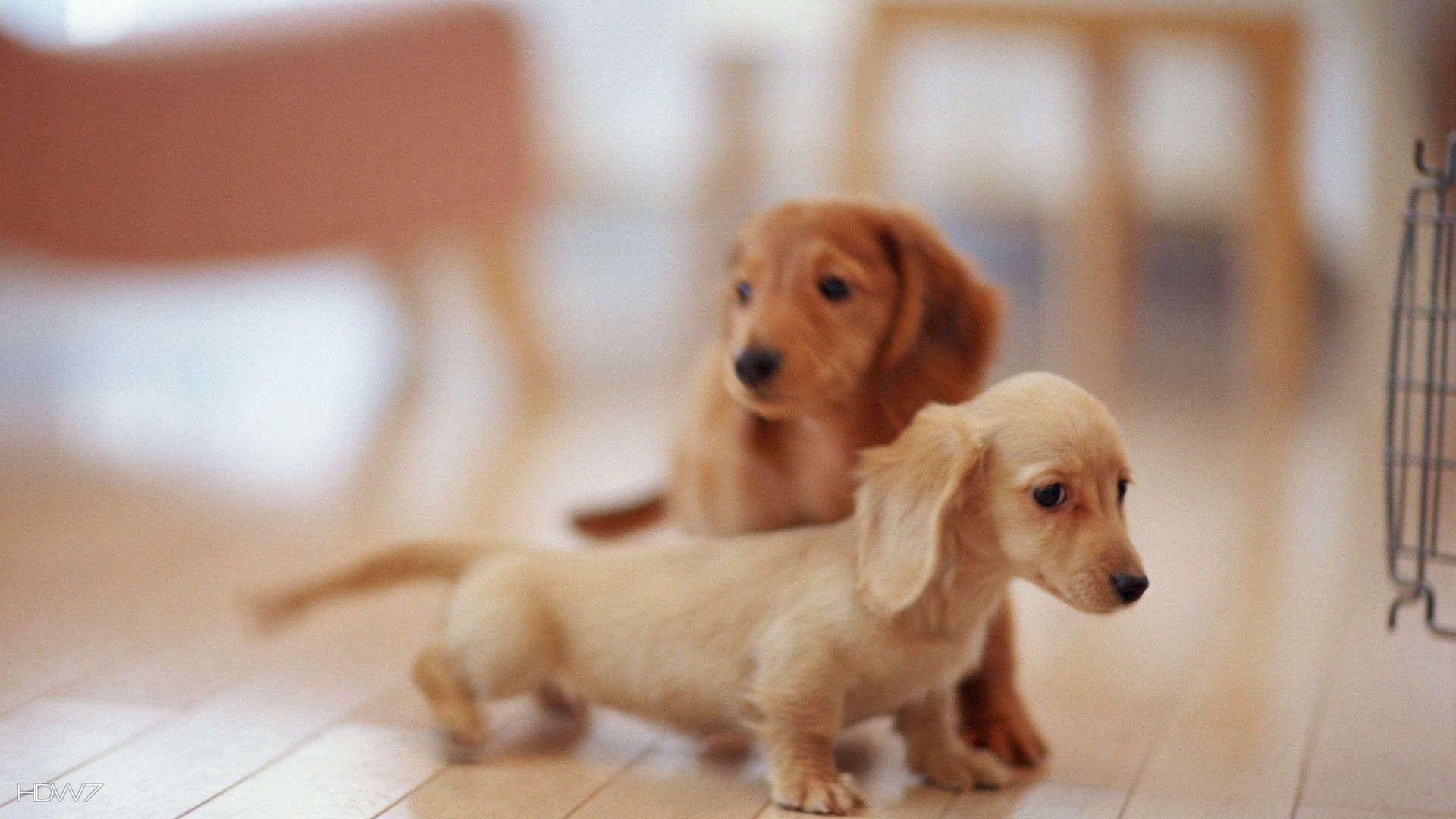 animals dogs puppies dachshund 1080p. HD wallpaper gallery