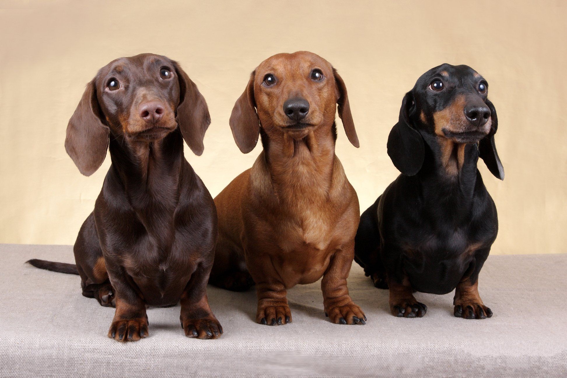 Dachshunds Wallpapers - Wallpaper Cave