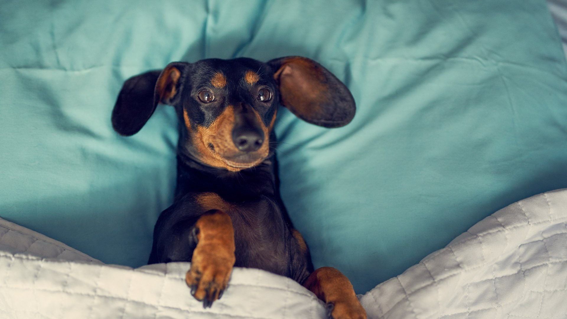 Wallpaper Dachshund, dog, sleep in bed 1920x1200 HD Picture, Image