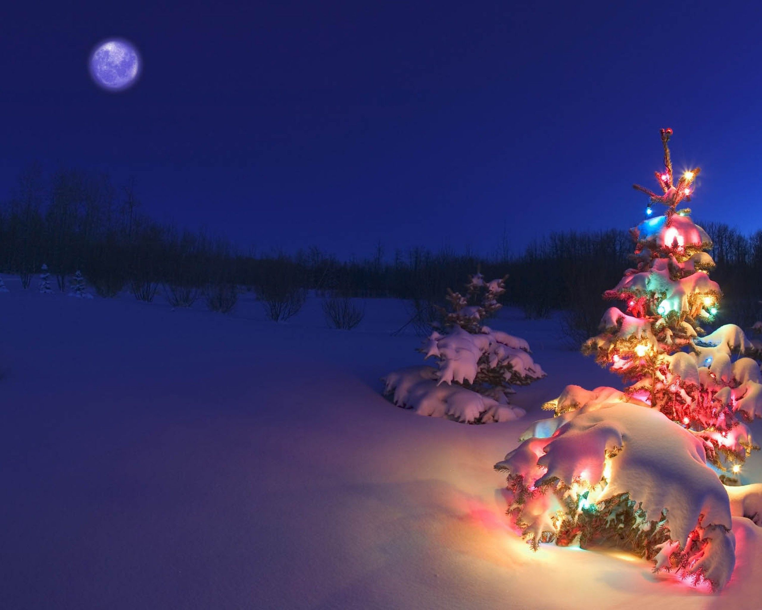 Winter Wonderland: snowy winter scenes & Christmas trees