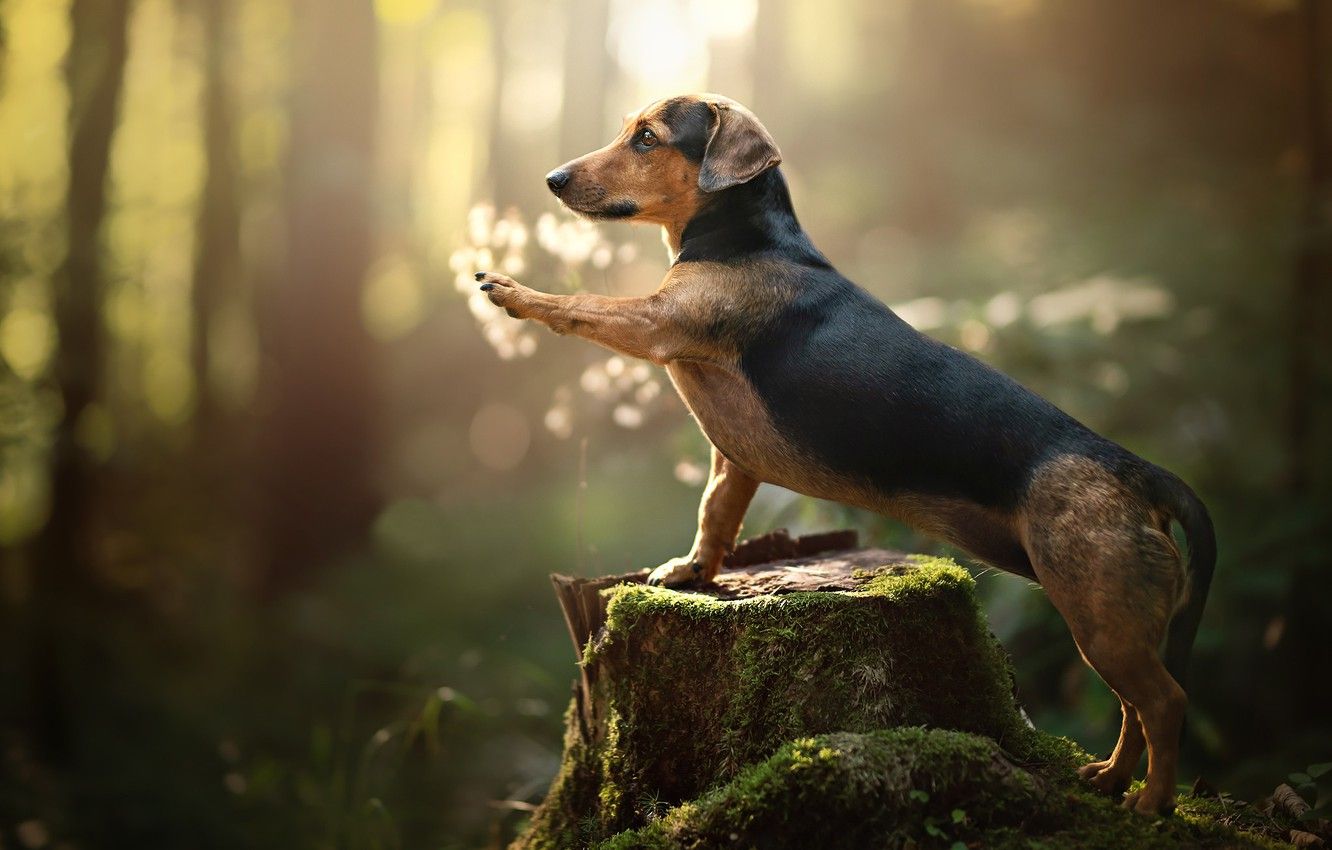 Wallpaper forest, paw, moss, stump, dog, bokeh, Dachshund image for desktop, section собаки