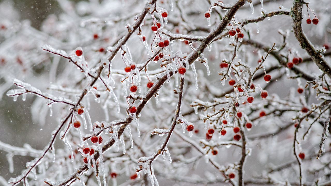 Use these free DNR photo scenes to 'Zoom' into a winter wonderland