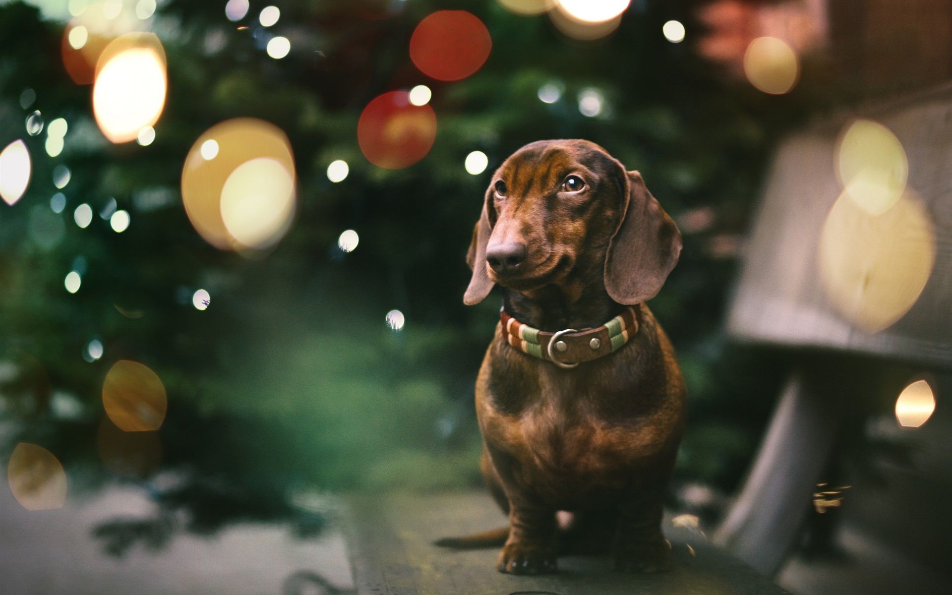 Wallpaper Dachshund, dog, bench, bokeh 1920x1200 HD Picture, Image