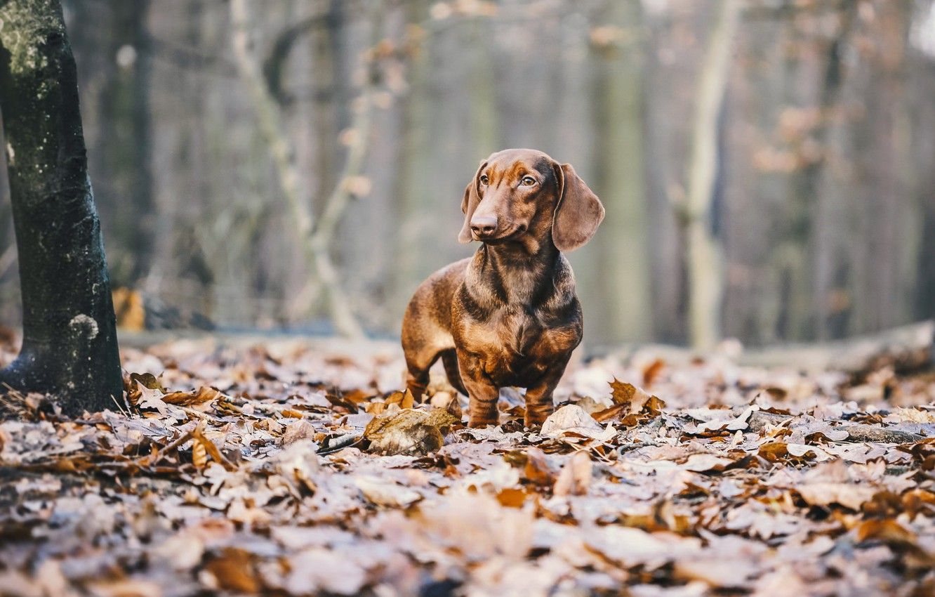Wallpaper autumn, leaves, dog, Dachshund image for desktop, section собаки